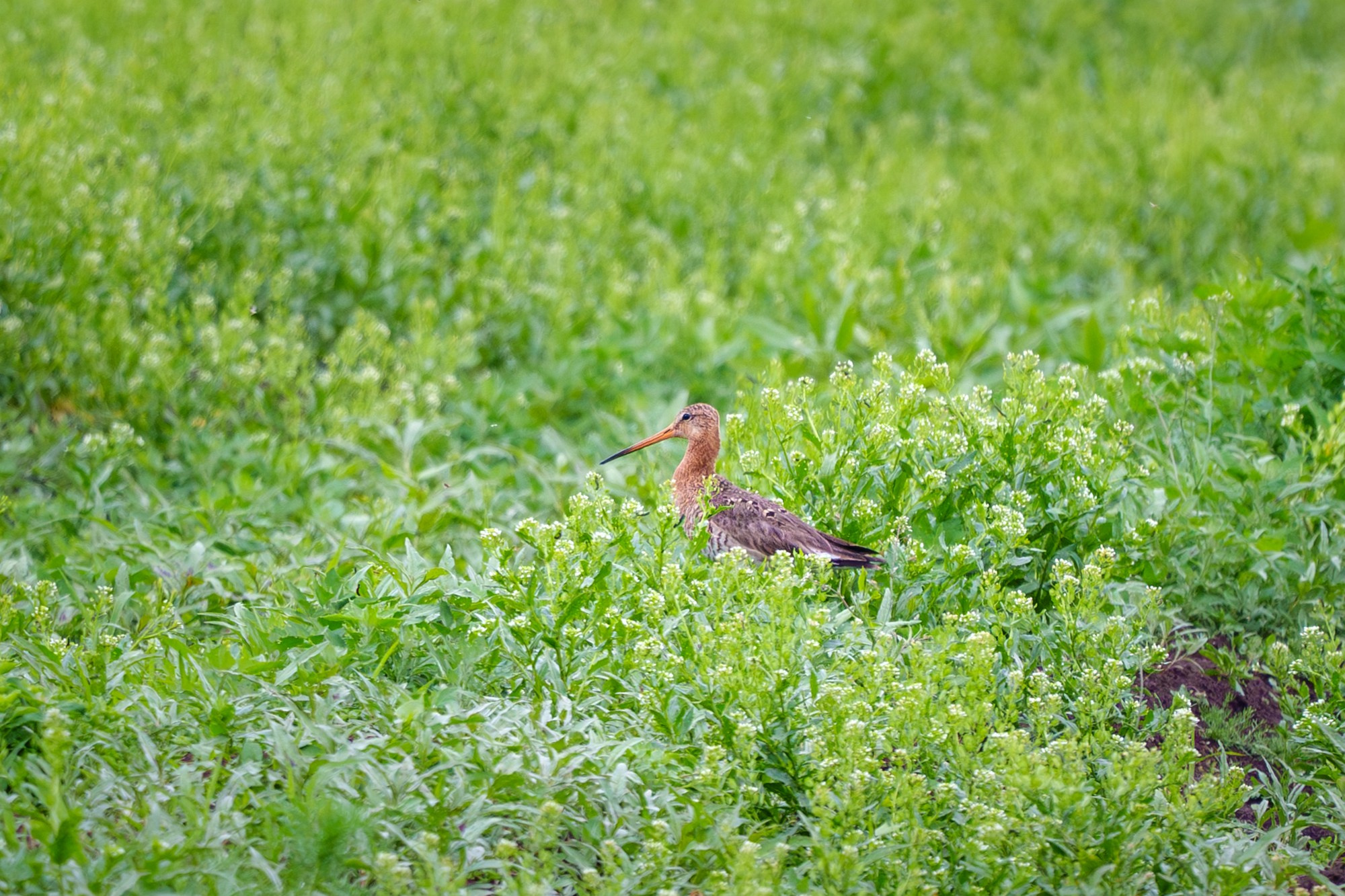 Удивительные мир птиц. Вокруг нас столько прекрасного — присмотритесь!. Ваш личный фотограф Марина Волкова