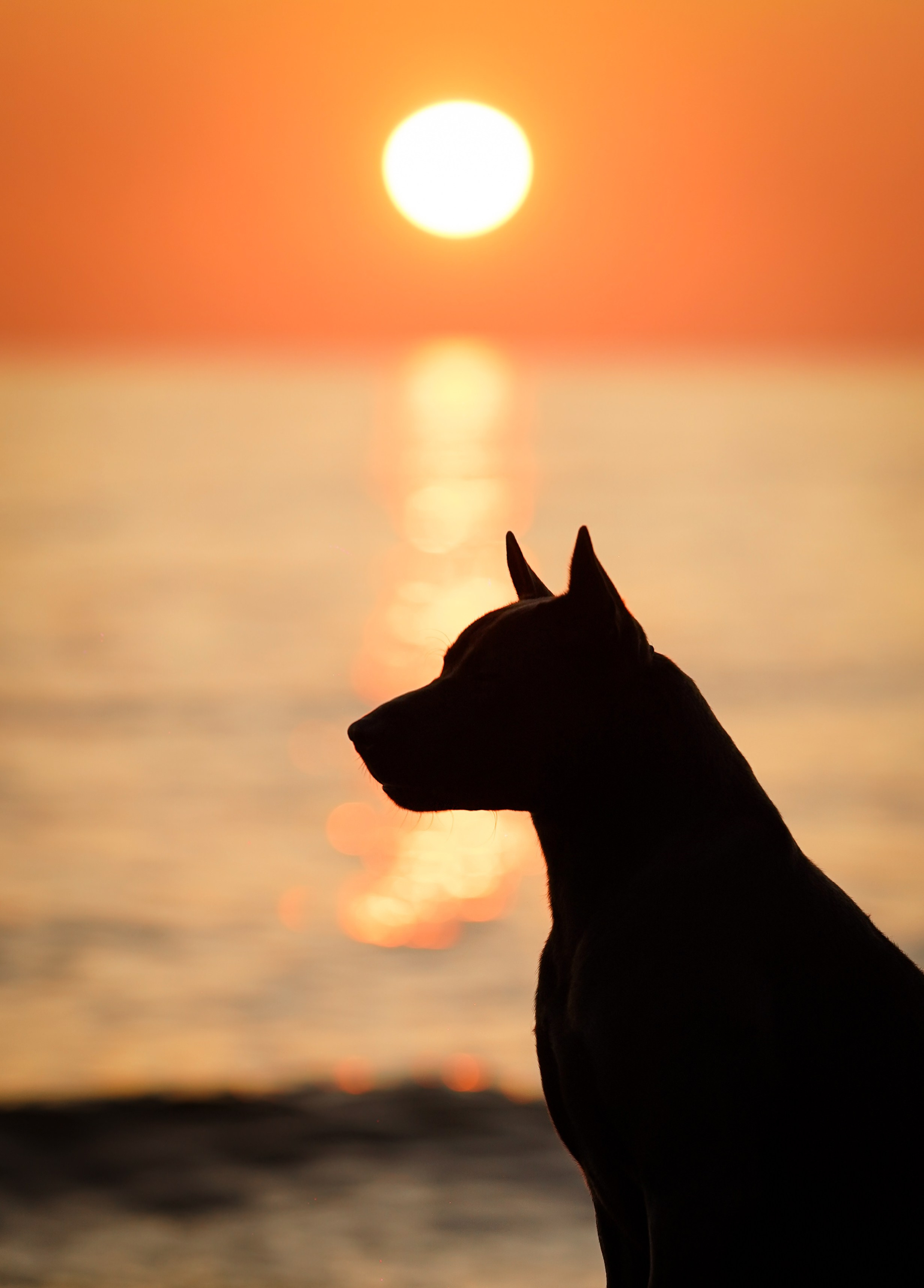 Вероника и Адам. Фотограф-анималист в Санкт-Петербурге Яна Мартынова