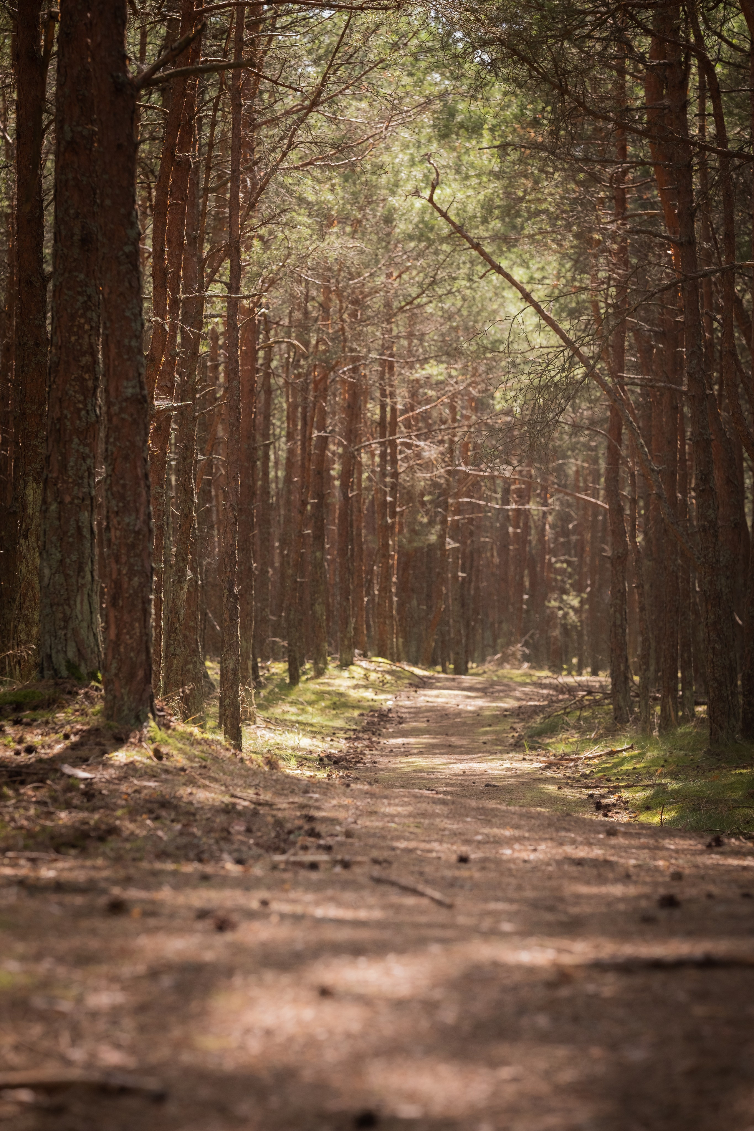 Чем дальше в лес. KRUTOVA_фотографирую жизнь