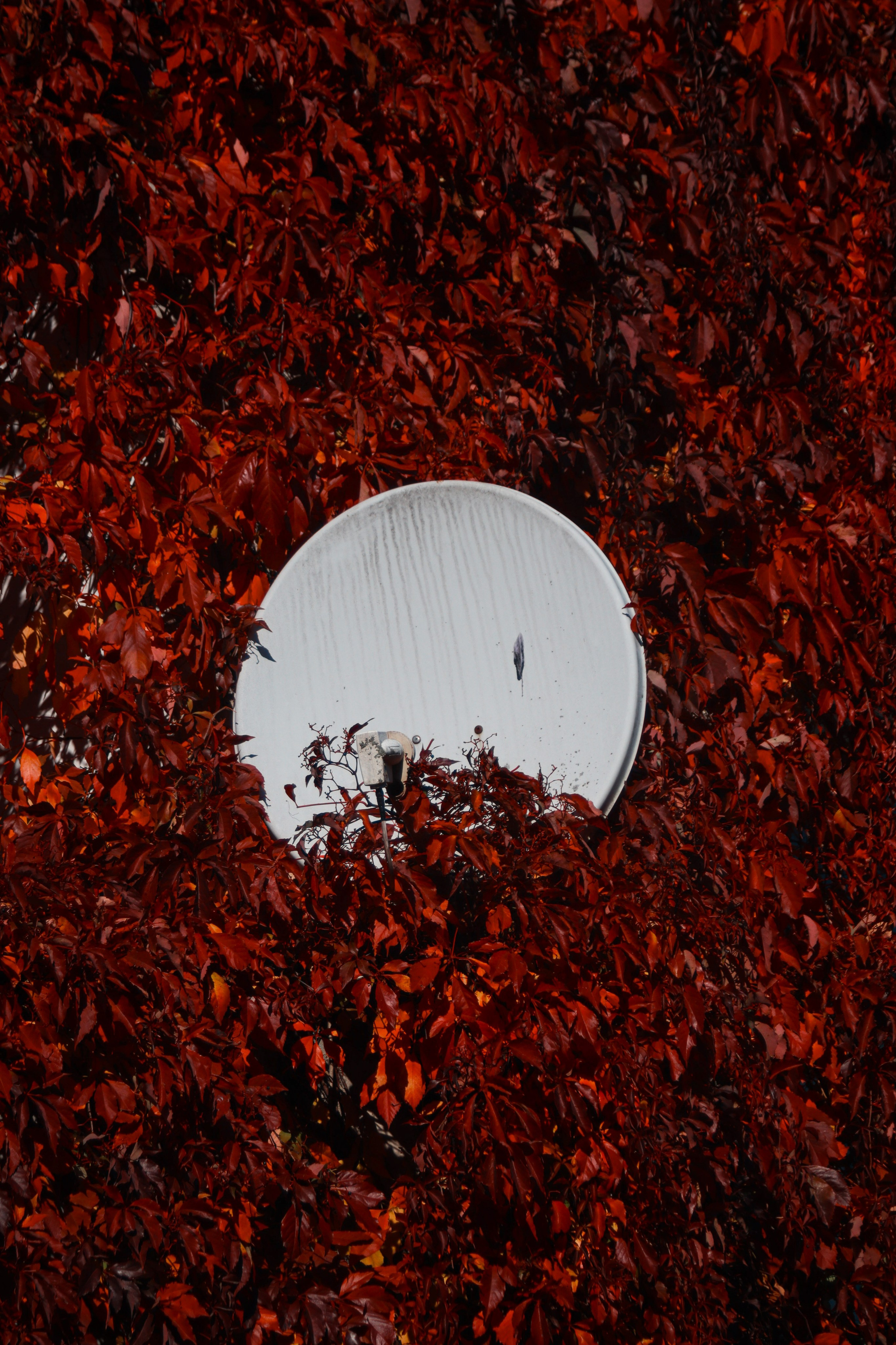 Ф О Н О В Ы Е. — Digital Noise —