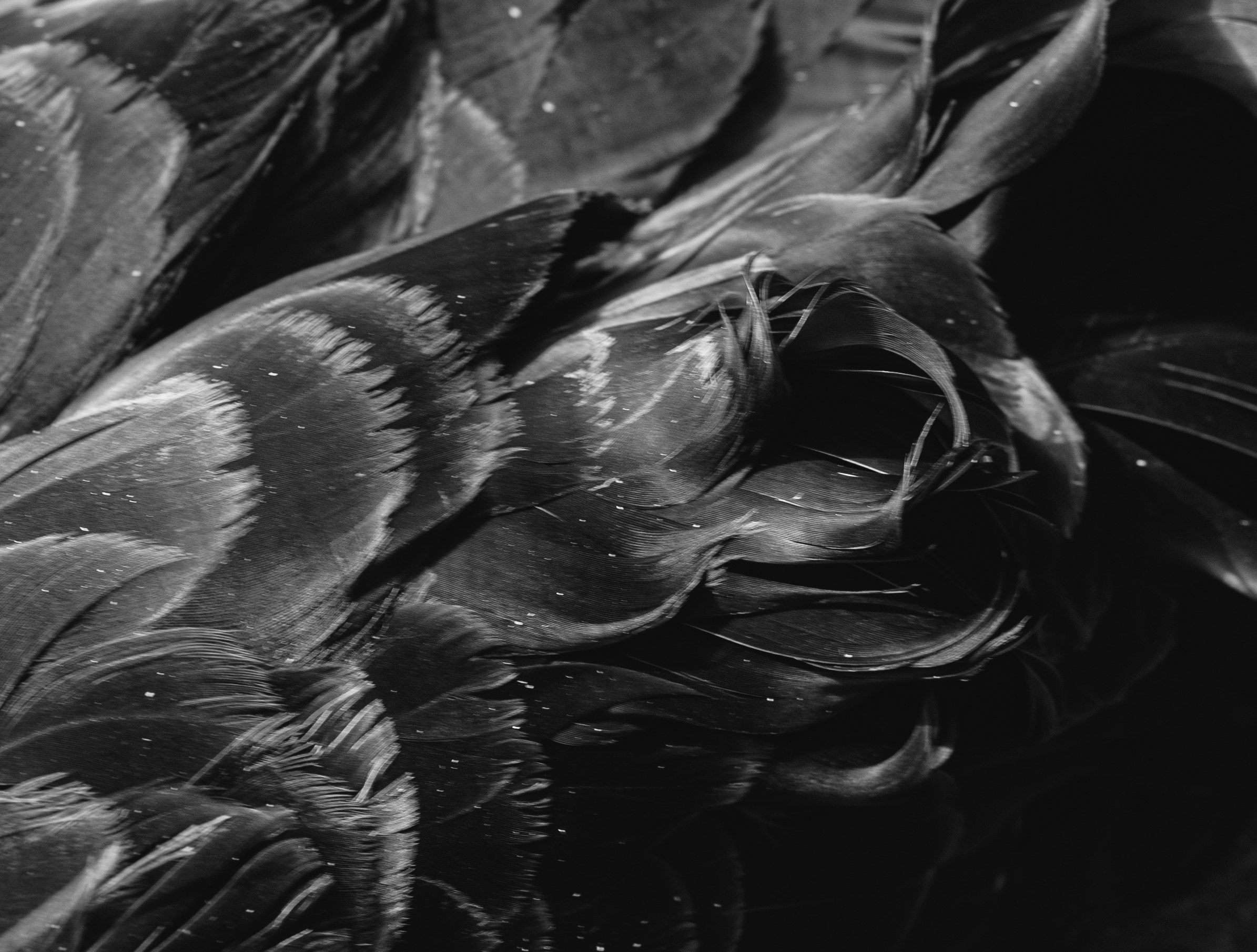 Portfolio. @beingabird.photography