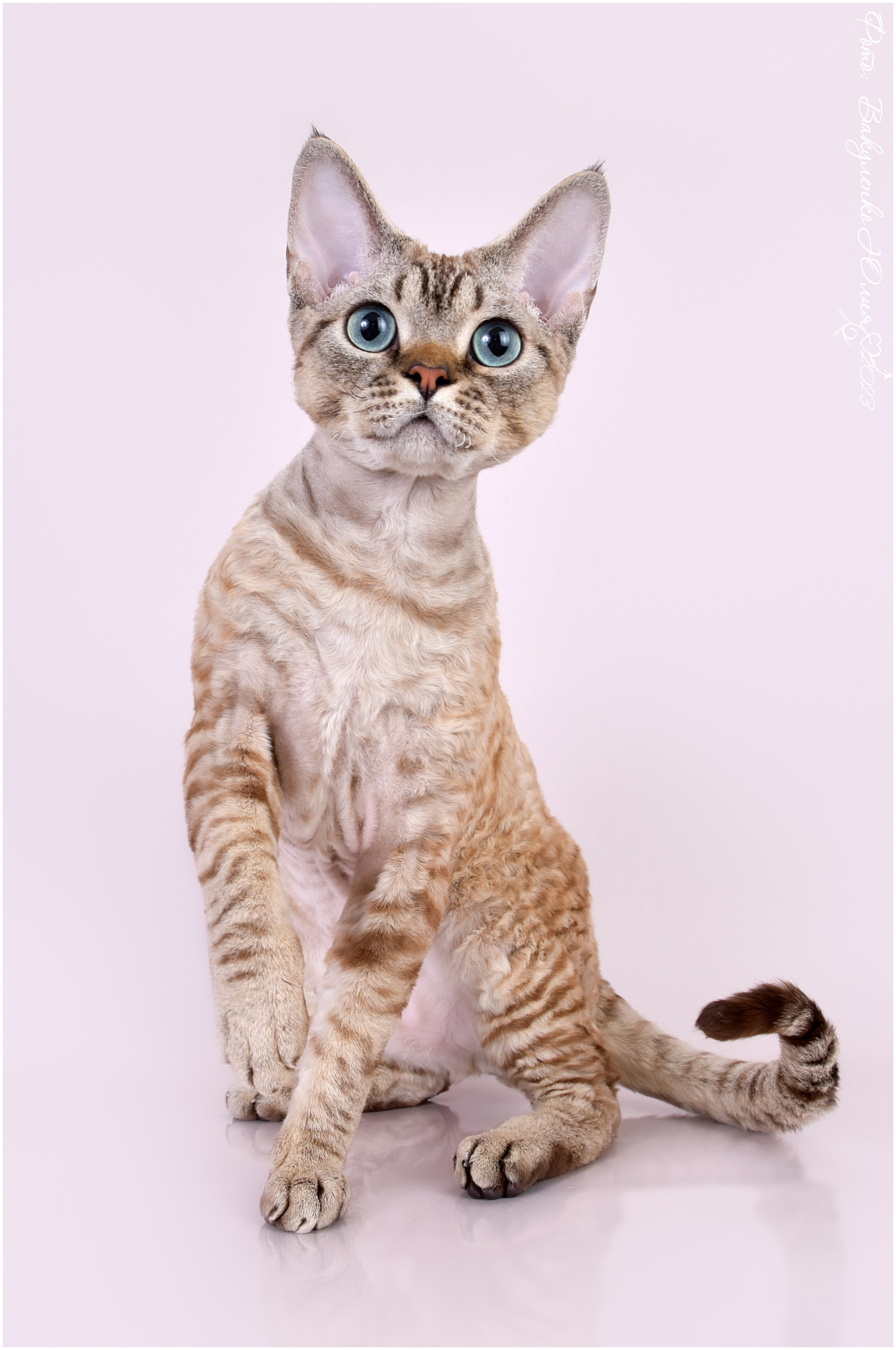 Взрослые. Фотограф анималист | семейный Юлия Вакуленко, г. Краснодар