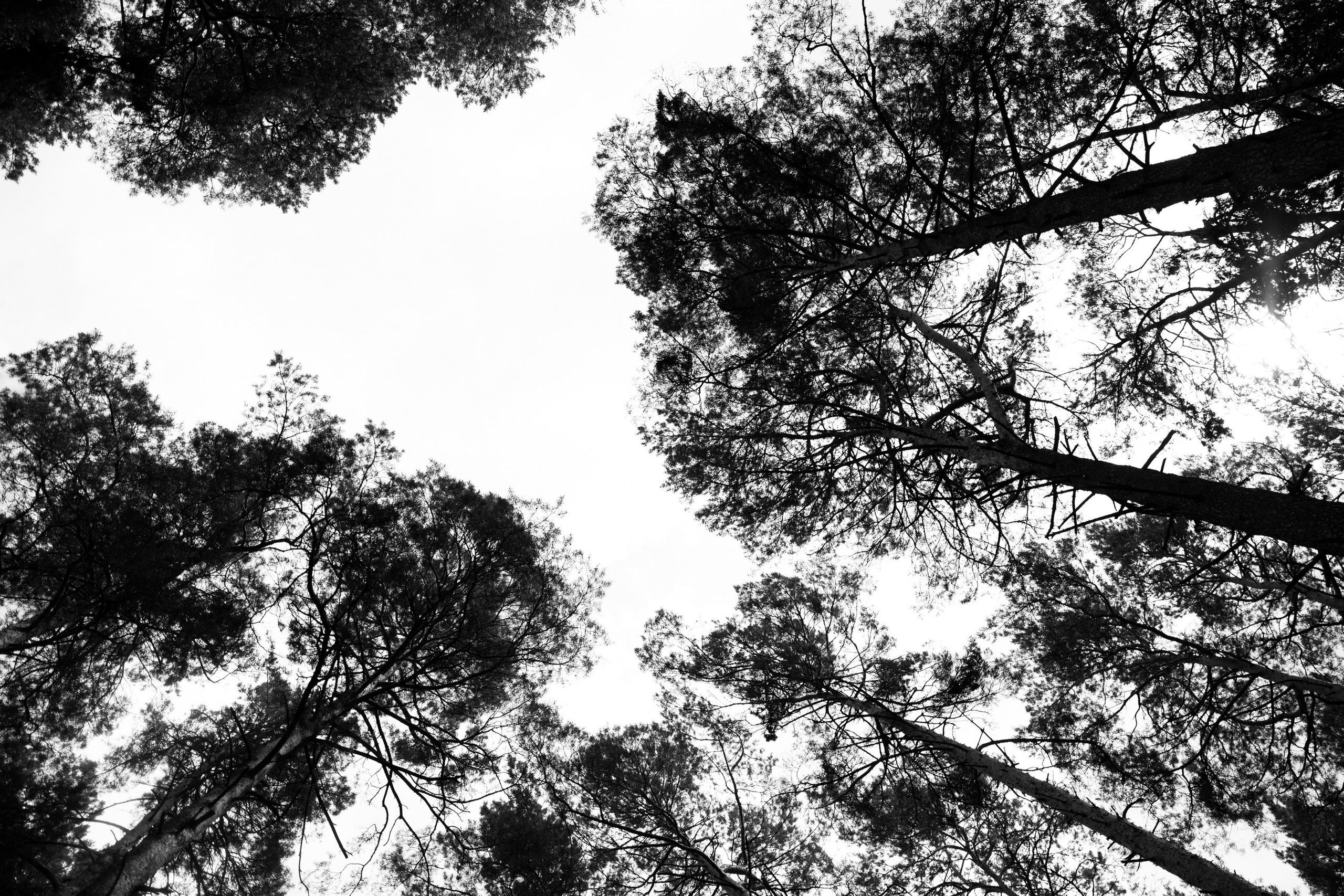 АРСЕНИЙ И КАРИНА. Свадебный Фотограф Максим Пустовой