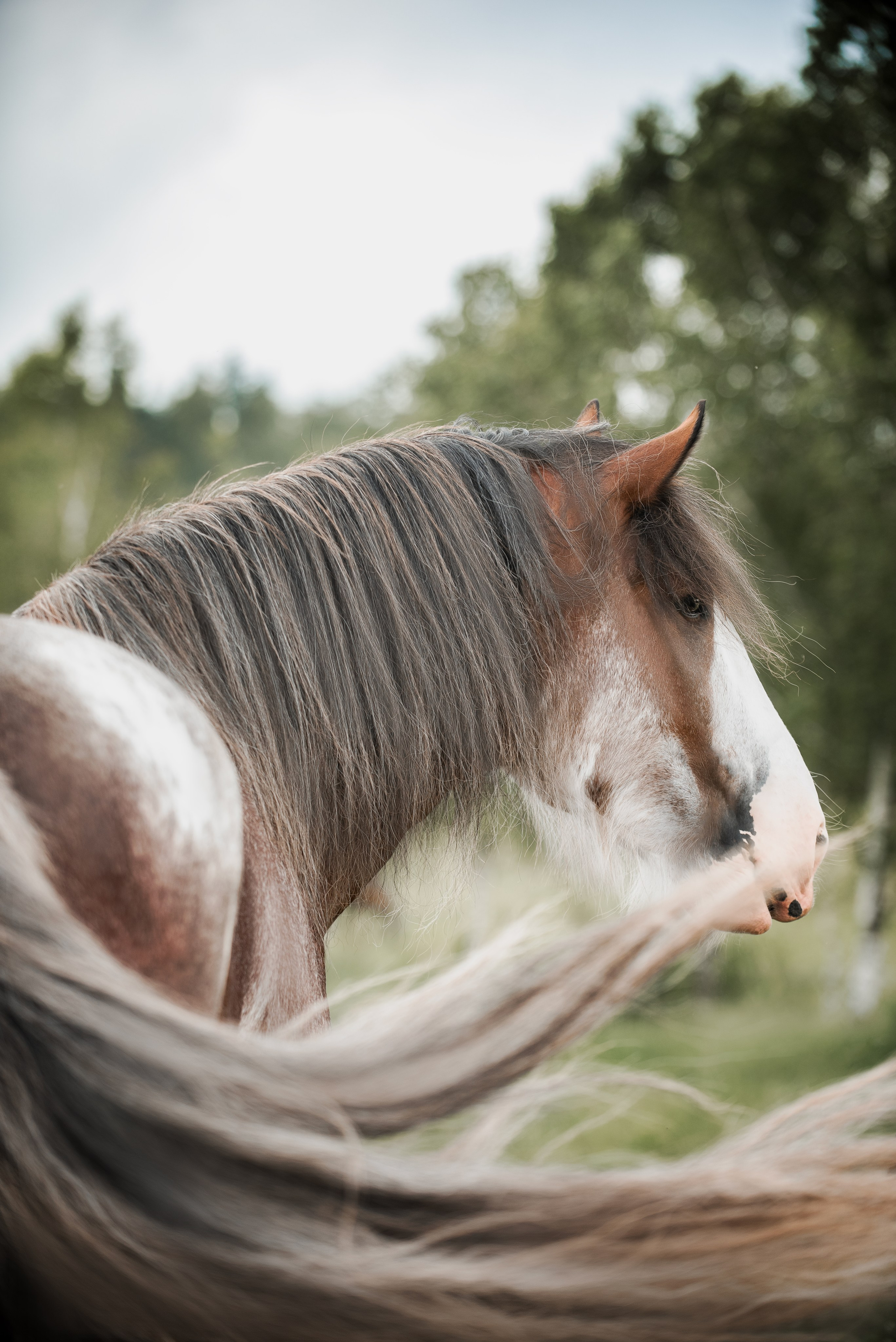 KOMARDINS. Конный фотограф Куракина Дарья • Фотосессии с лошадьми