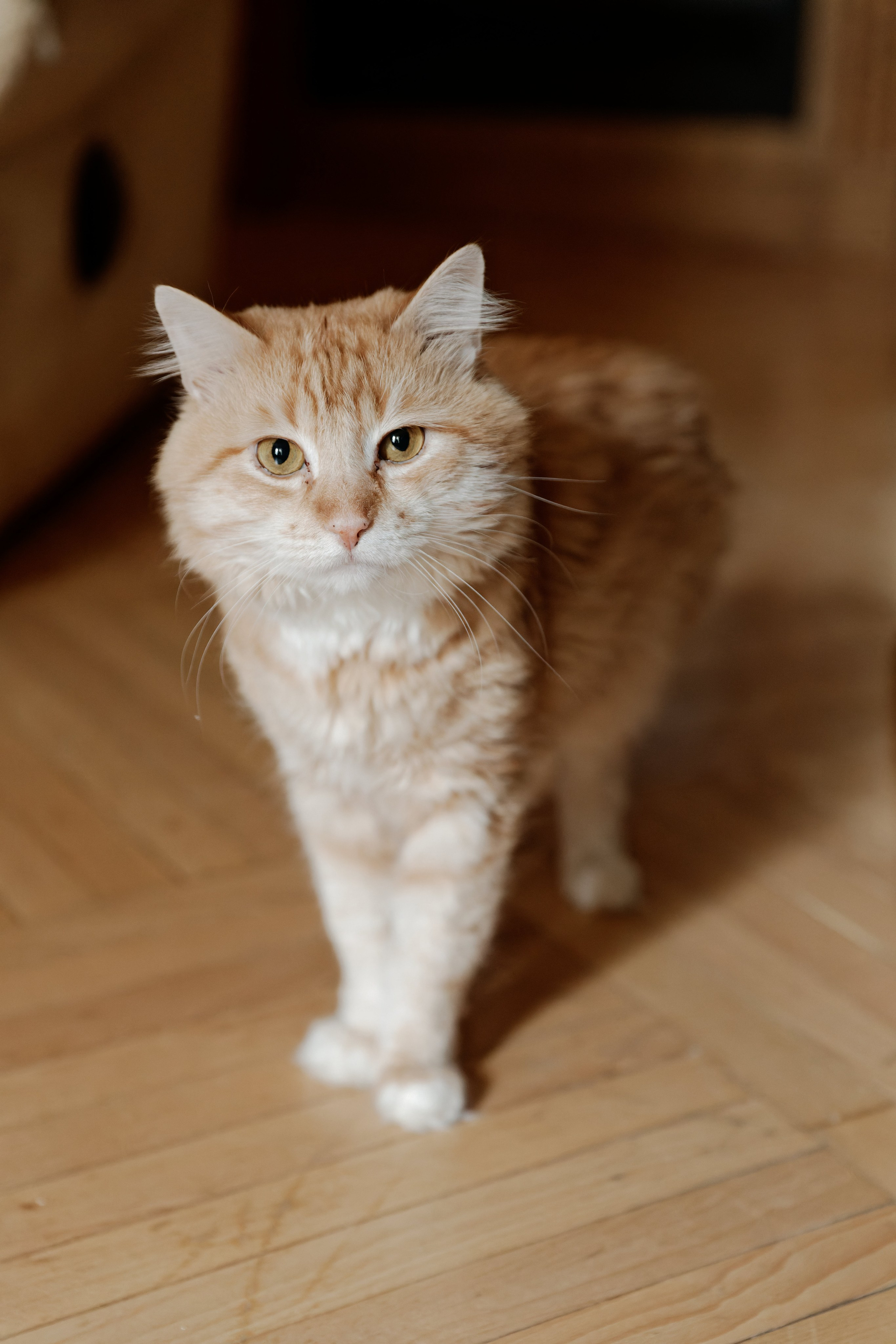 Кирилл и Екатерина. Видеограф Павел Борисов | Москва | СПБ | Брянск