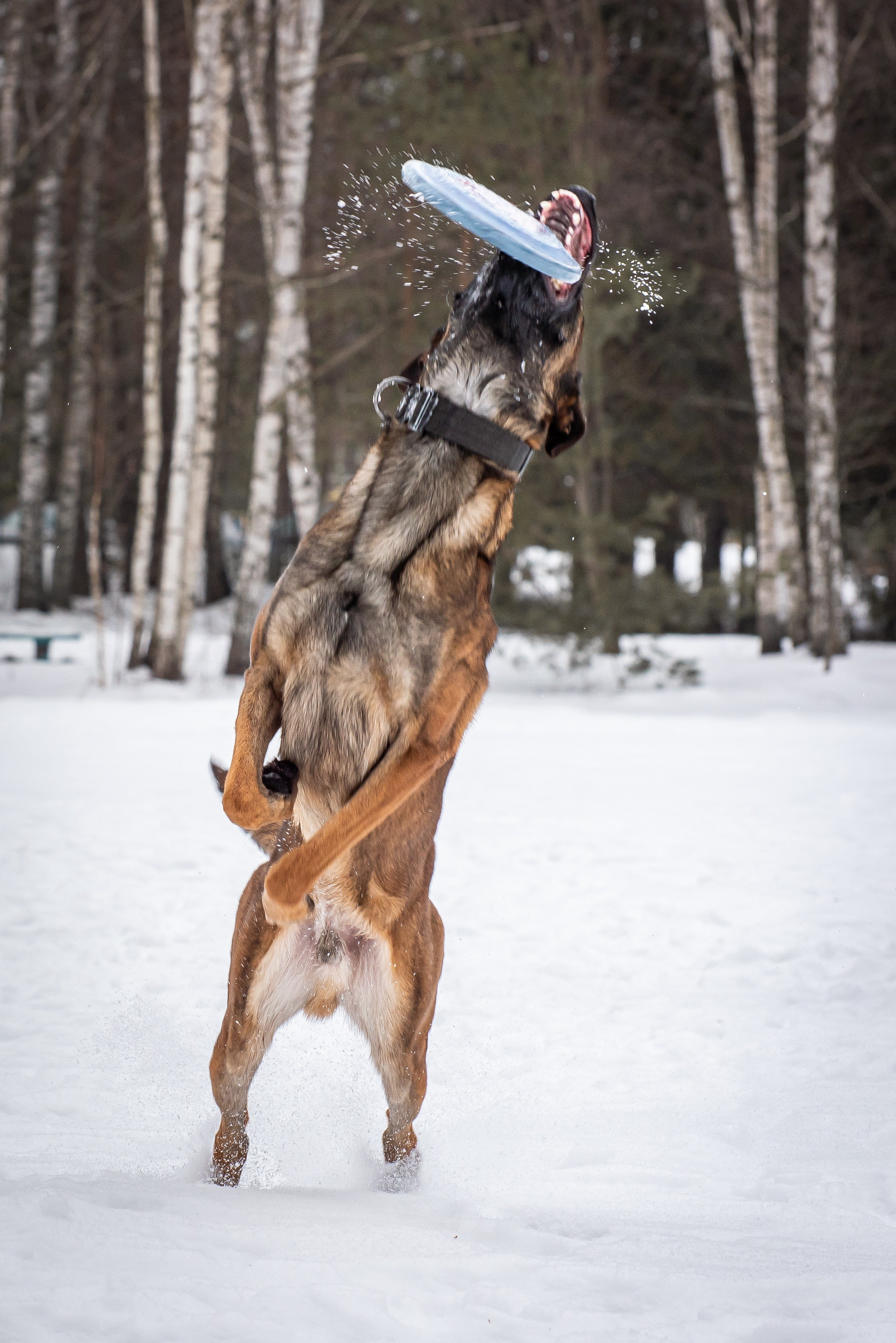 Фотосъёмка с собаками в Кинологическом лагере. Фотограф Макс Огурцов в Нижнем Новгороде