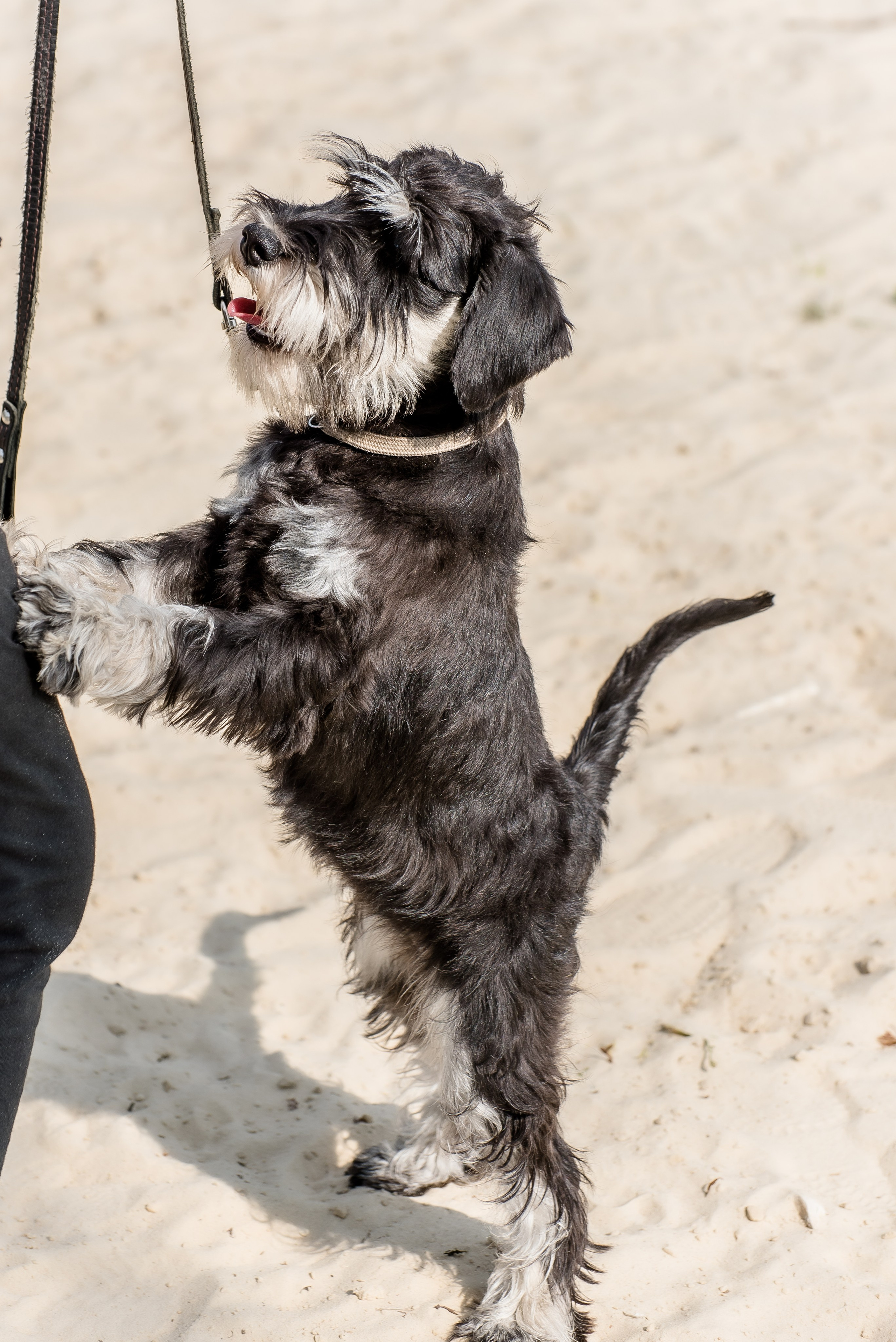 Хвостатые каникулы Детский кинологический лагерь. Фотограф Макс Огурцов в Нижнем Новгороде
