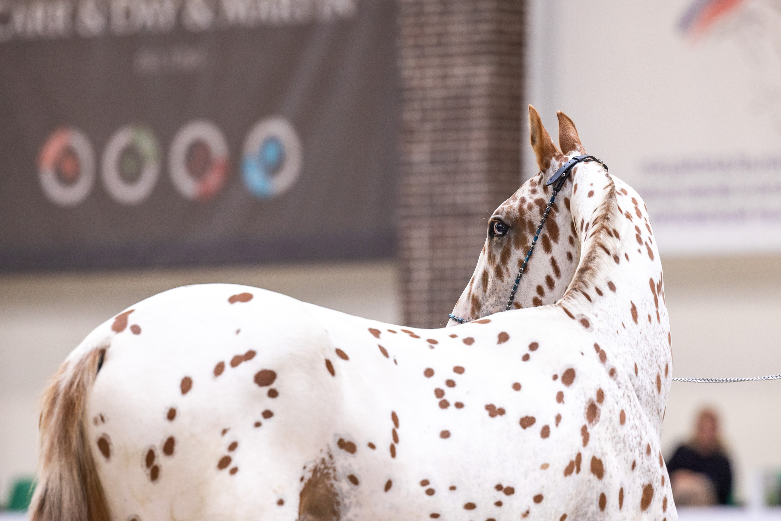 Конные выставки. Mrs.Aquarelia Конный фотограф Марианна Леонтьева