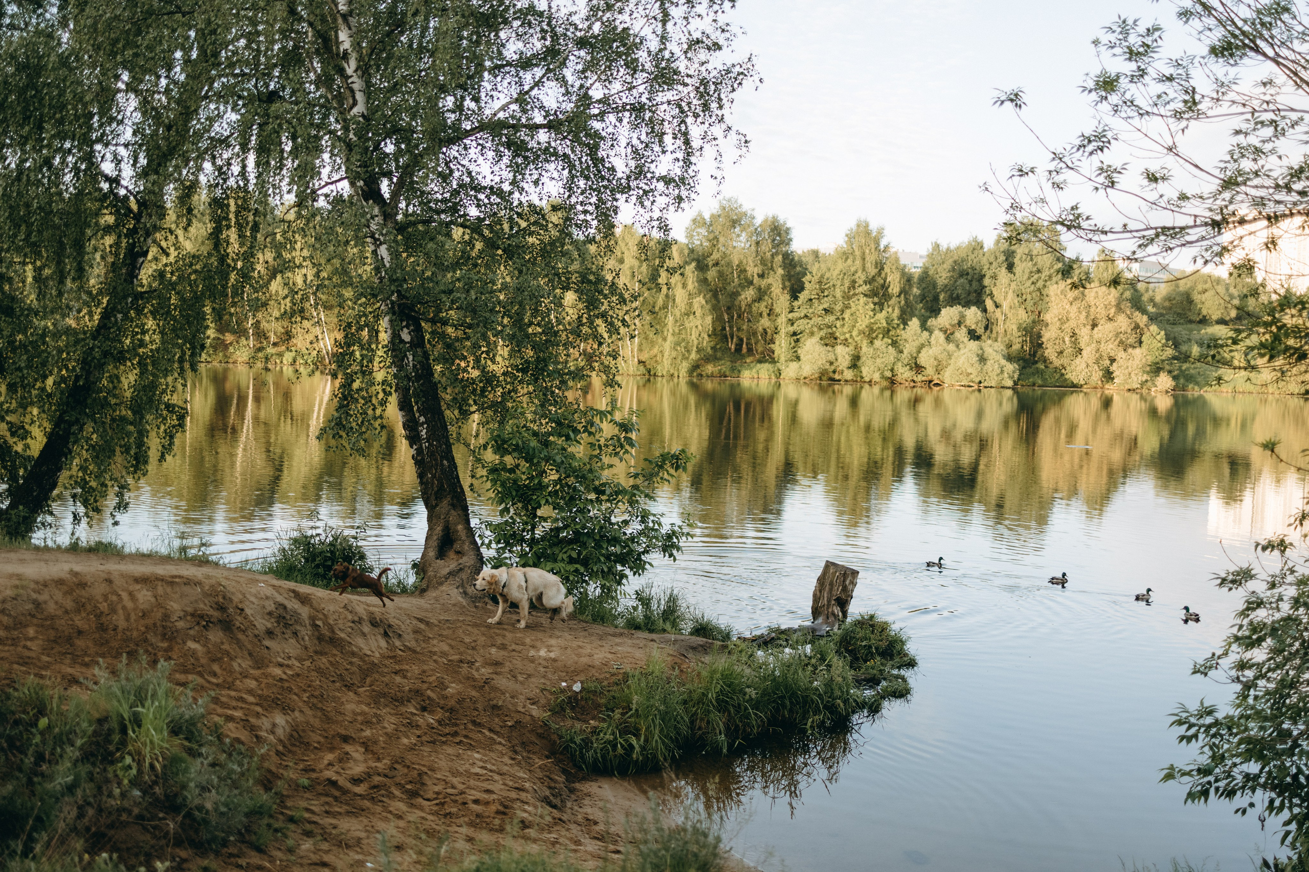 Екатерина и Лёня. Фотограф — Анималист | Санкт-Петербург