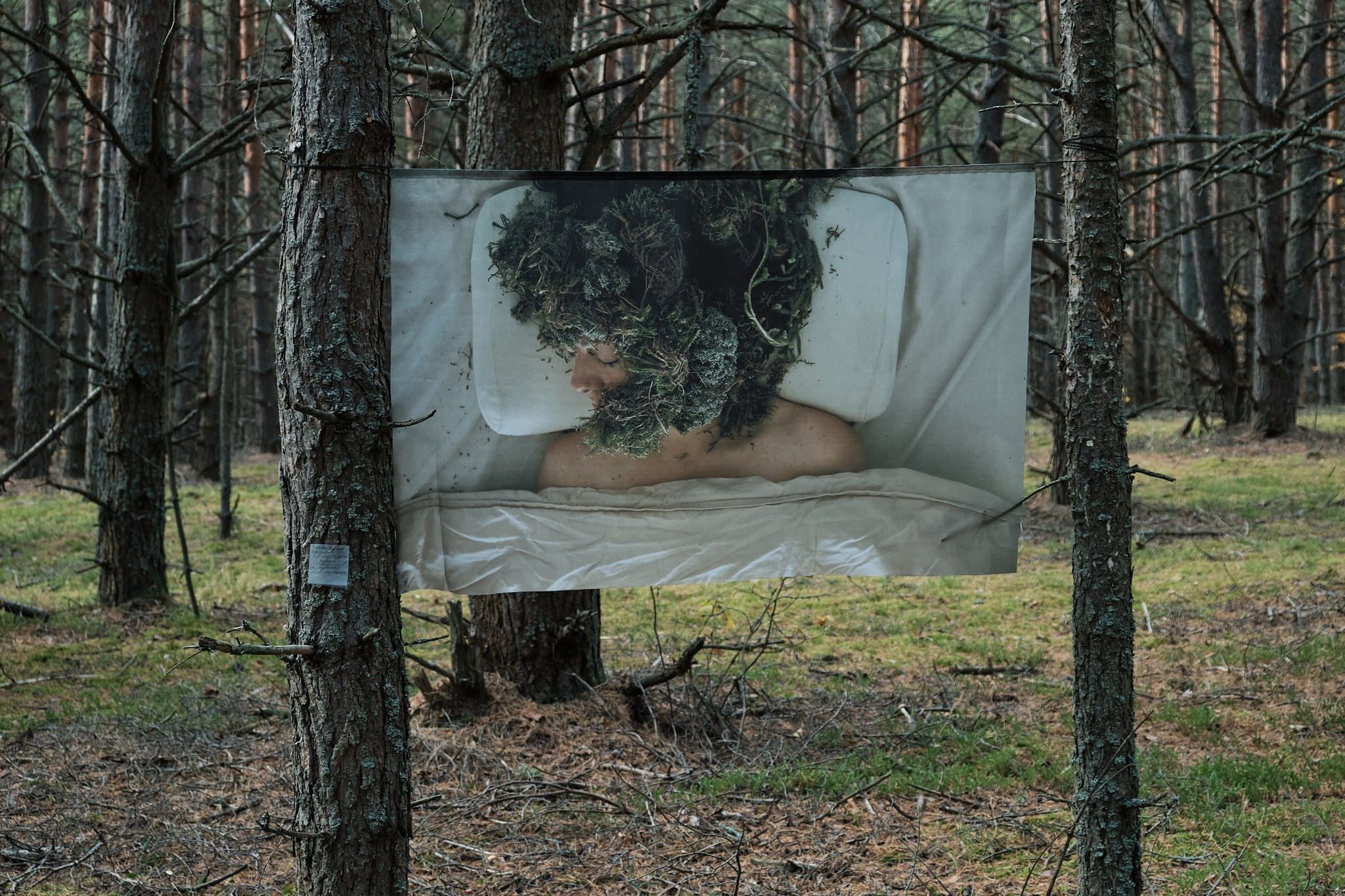 Я приношу к себе лес я себя приношу в лес. Алиса Косарева