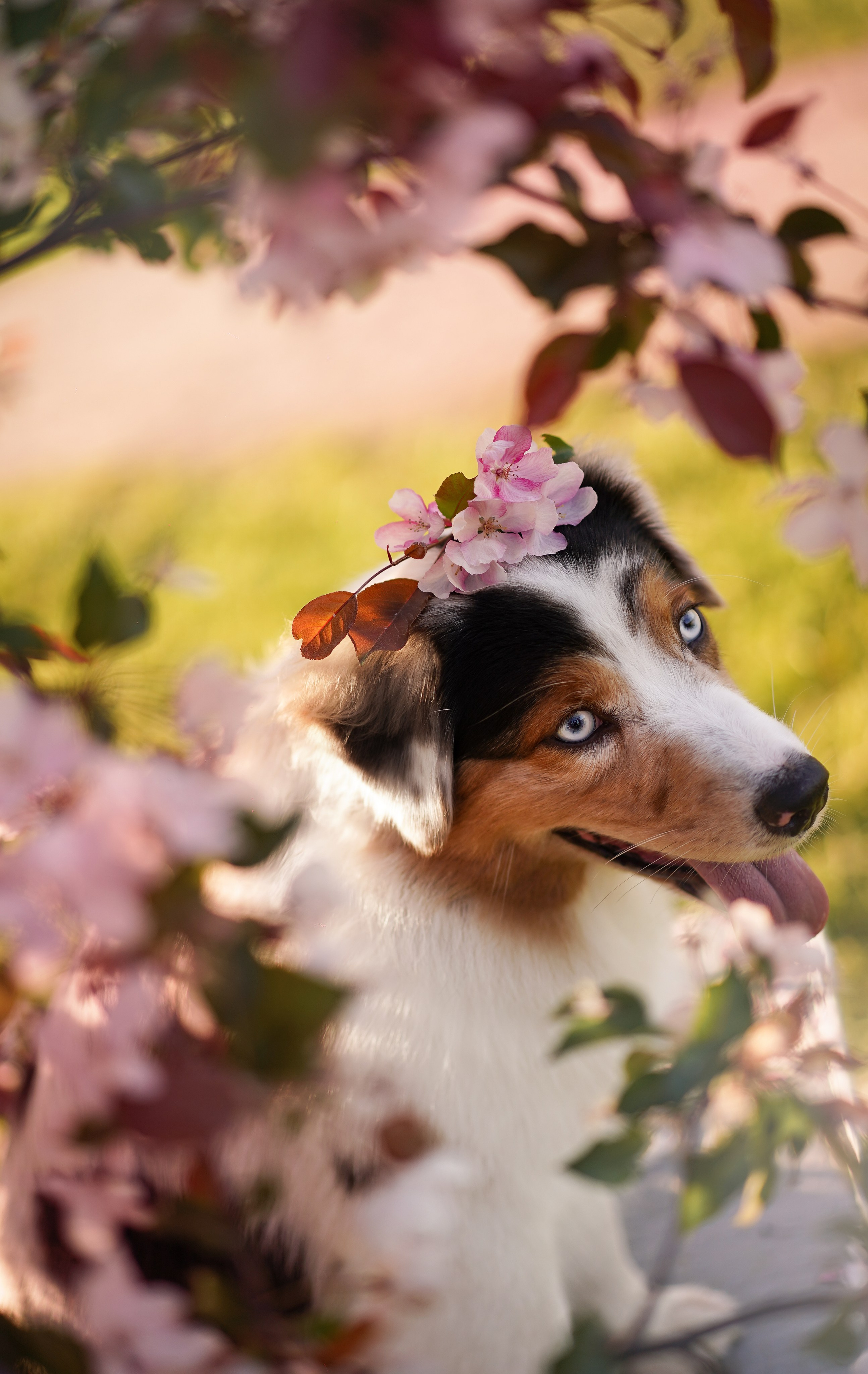 Аусси в Яблоневом саду. Фотограф-анималист в Санкт-Петербурге Яна Мартынова