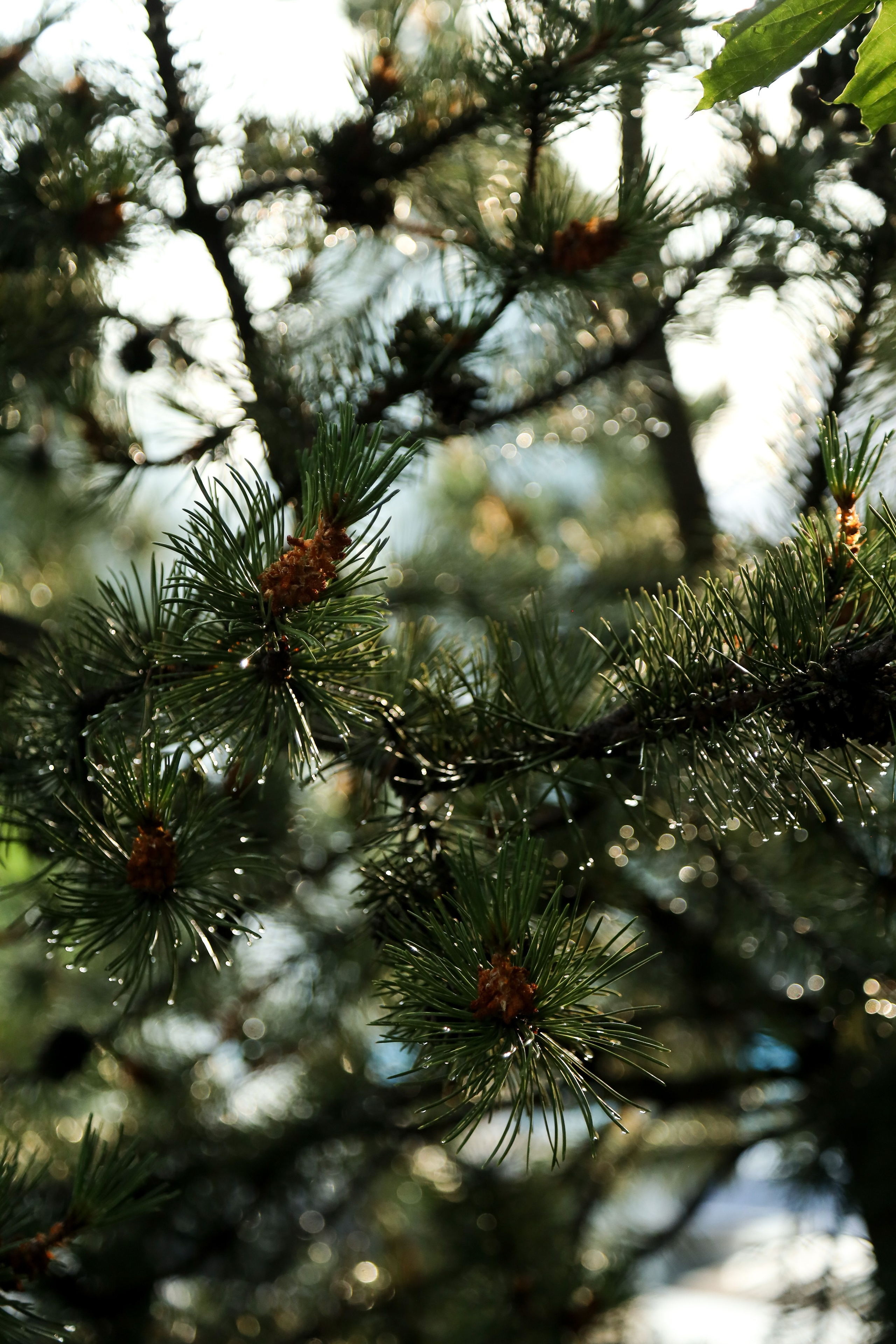 DIS регата2024. Фотограф Антон Чупринин