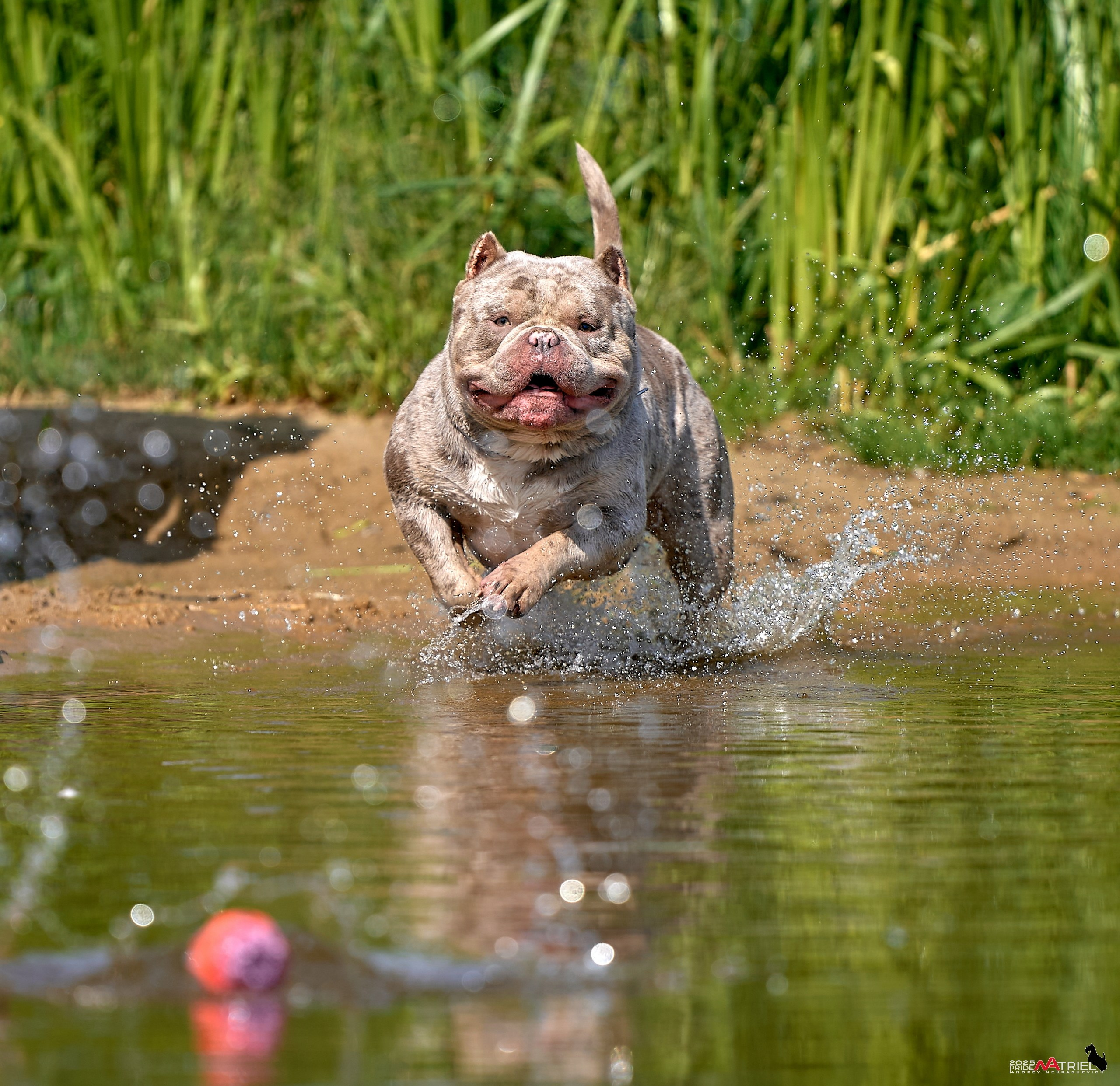 Съемка собак породы булли на природе