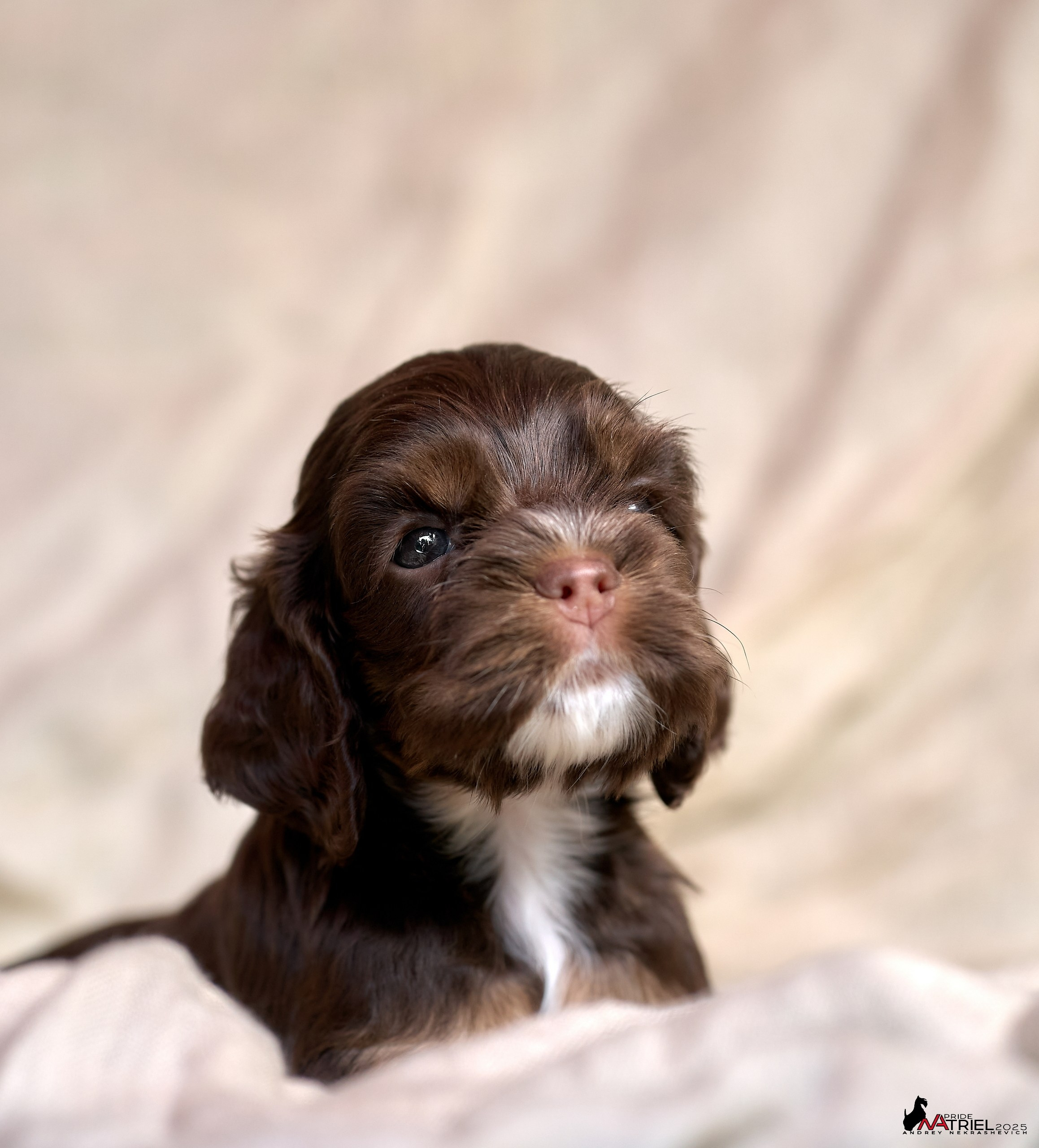 Щенки АмКокеров