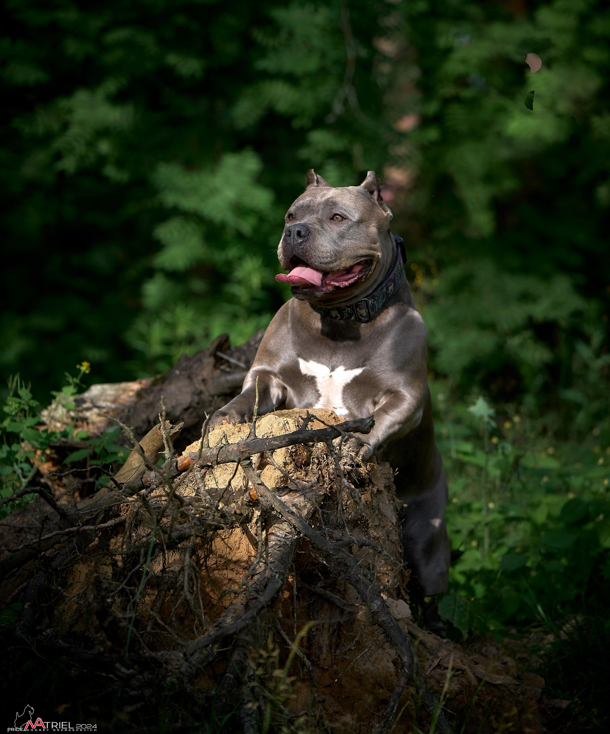 Фотопрогулка с булли