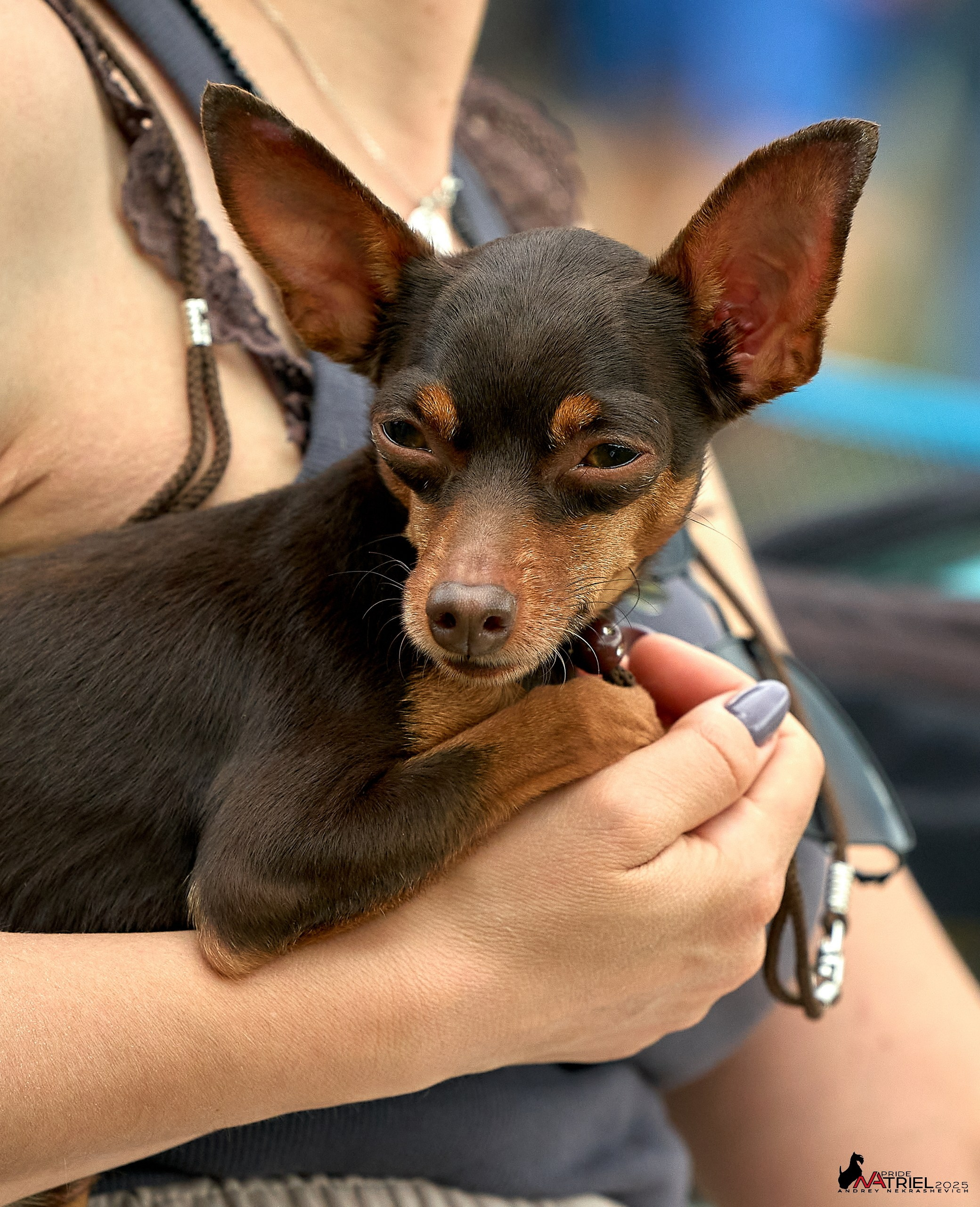 Выставка собак Суздаль-Владимир
