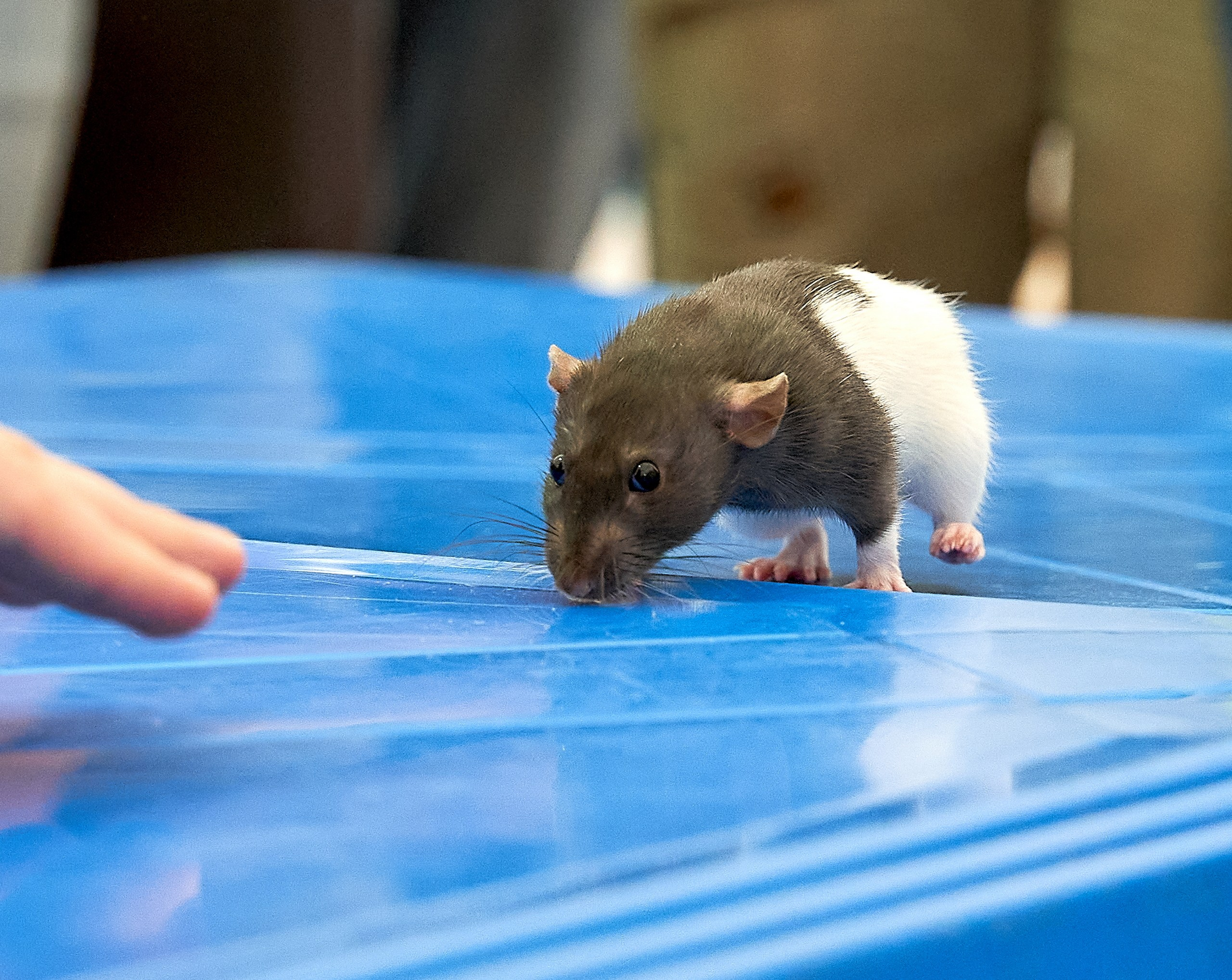 Животные — галерея NATRIEL