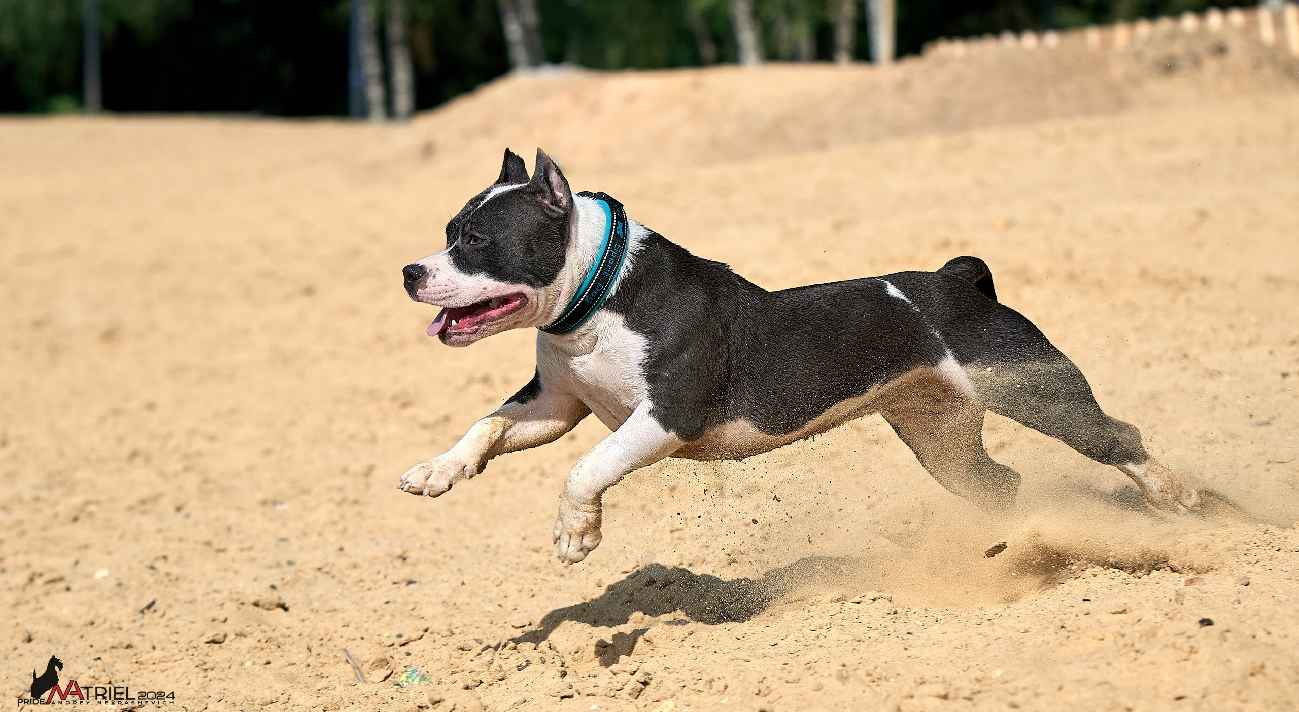 Фотопрогулка с булли