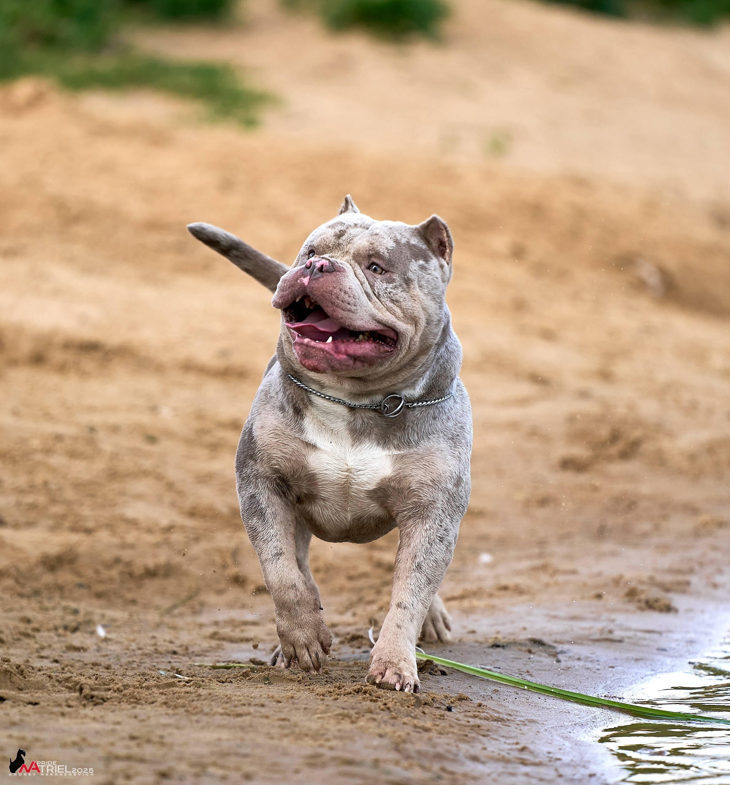 Съемка собак породы булли на природе