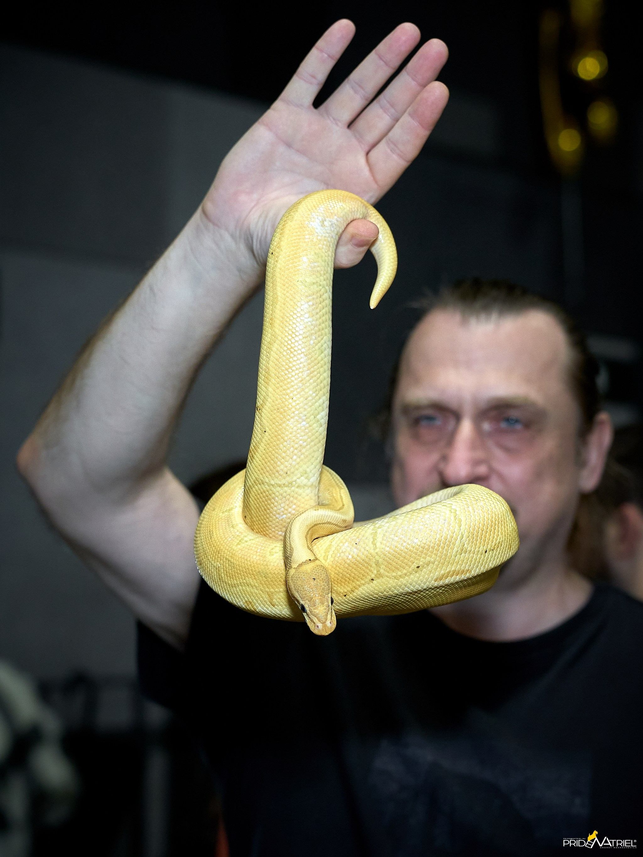 Выставки животных — галерея NATRIEL