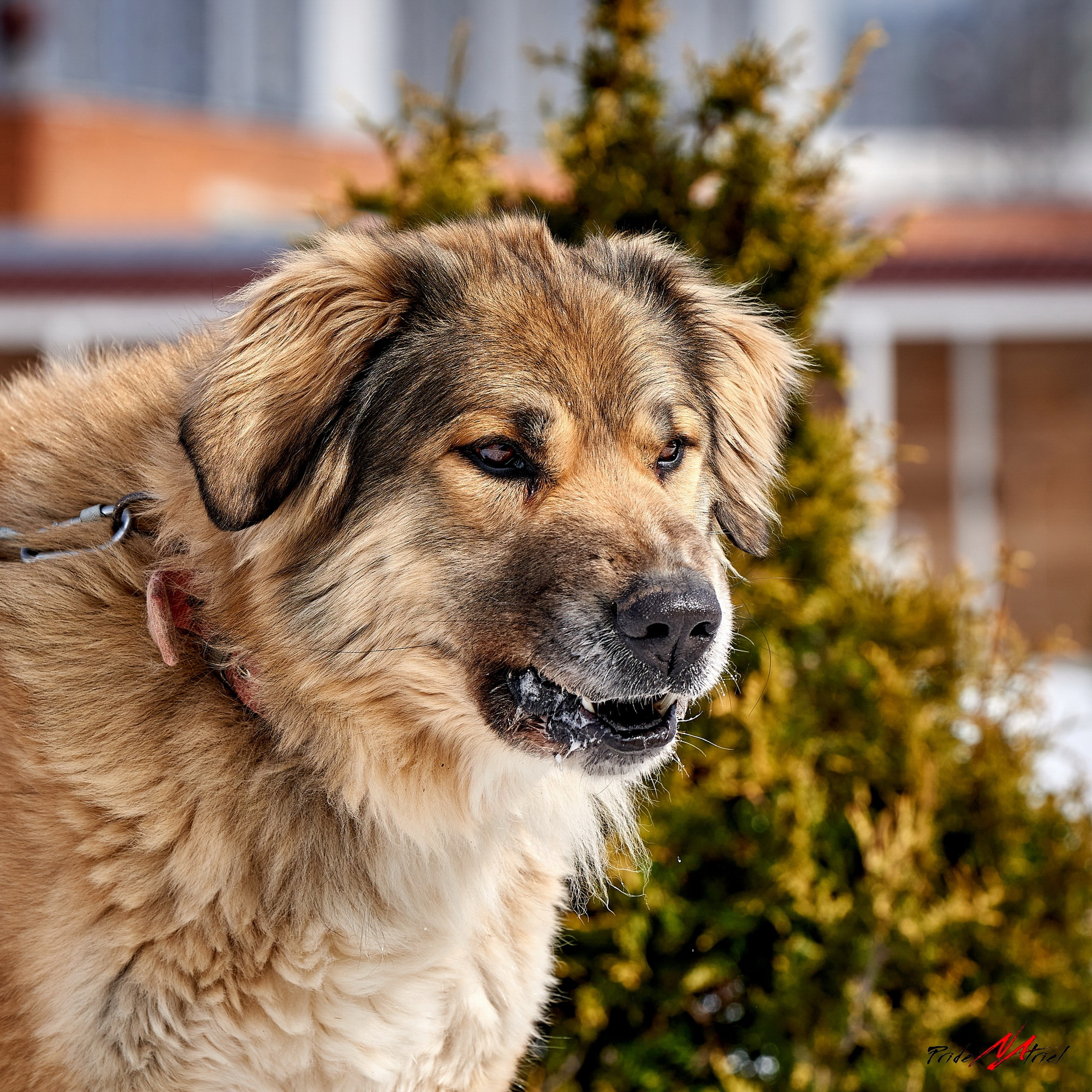 Портреты собак — галерея NATRIEL