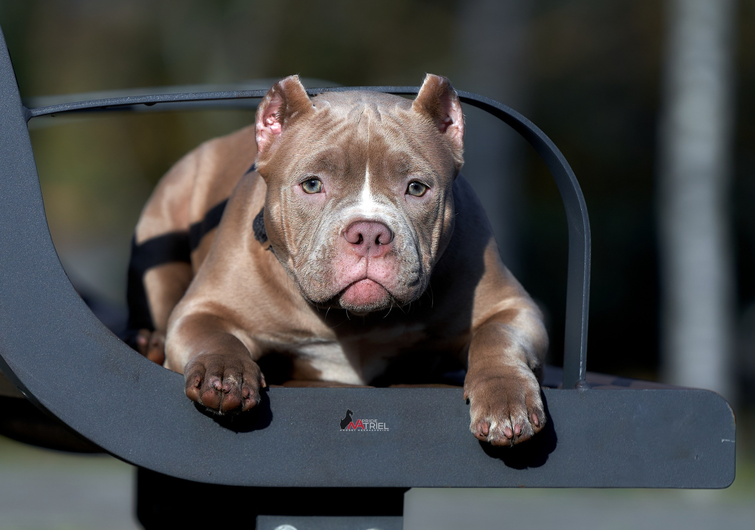 Портреты собак — галерея NATRIEL