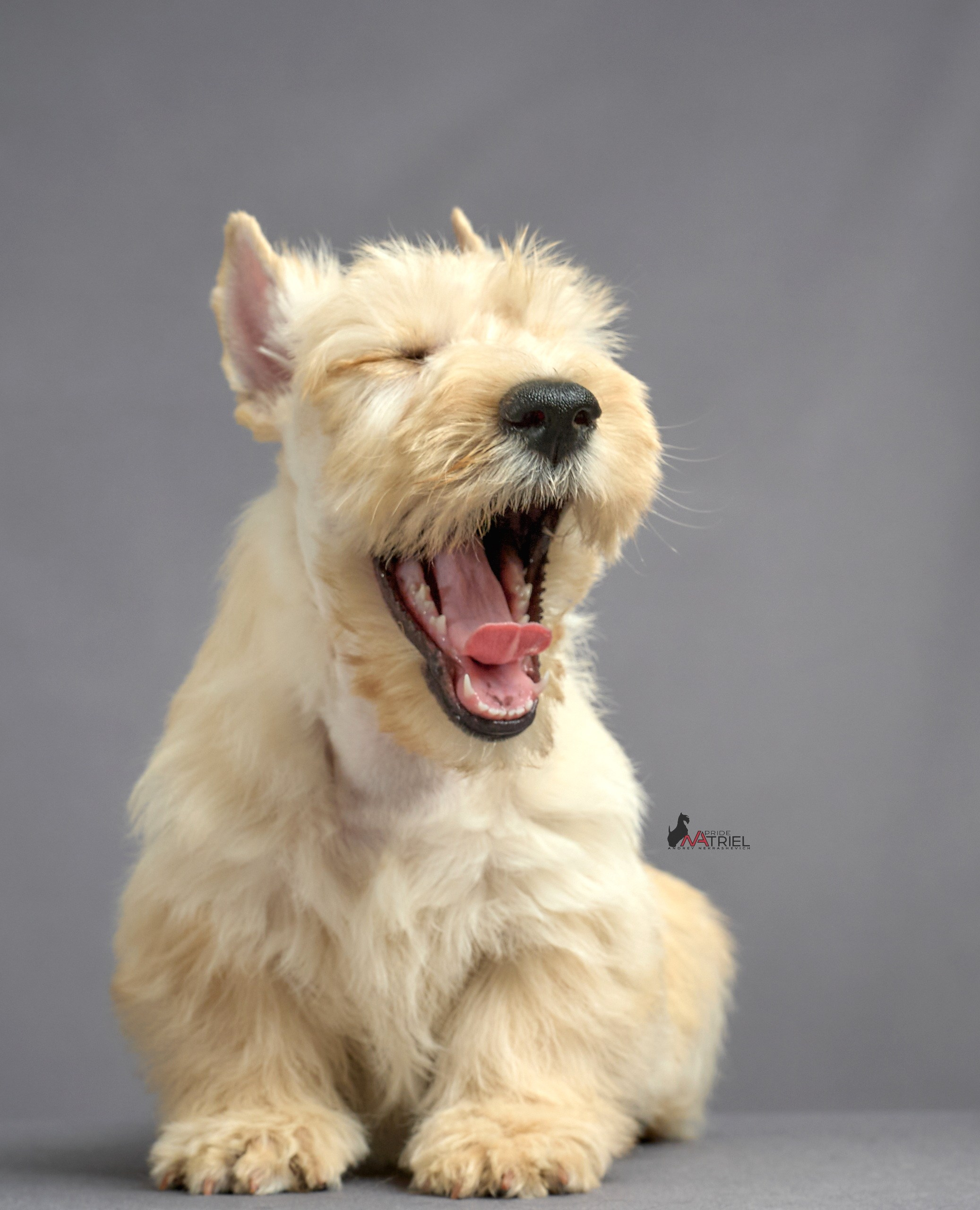 Съемка щенков скотч-терьеров