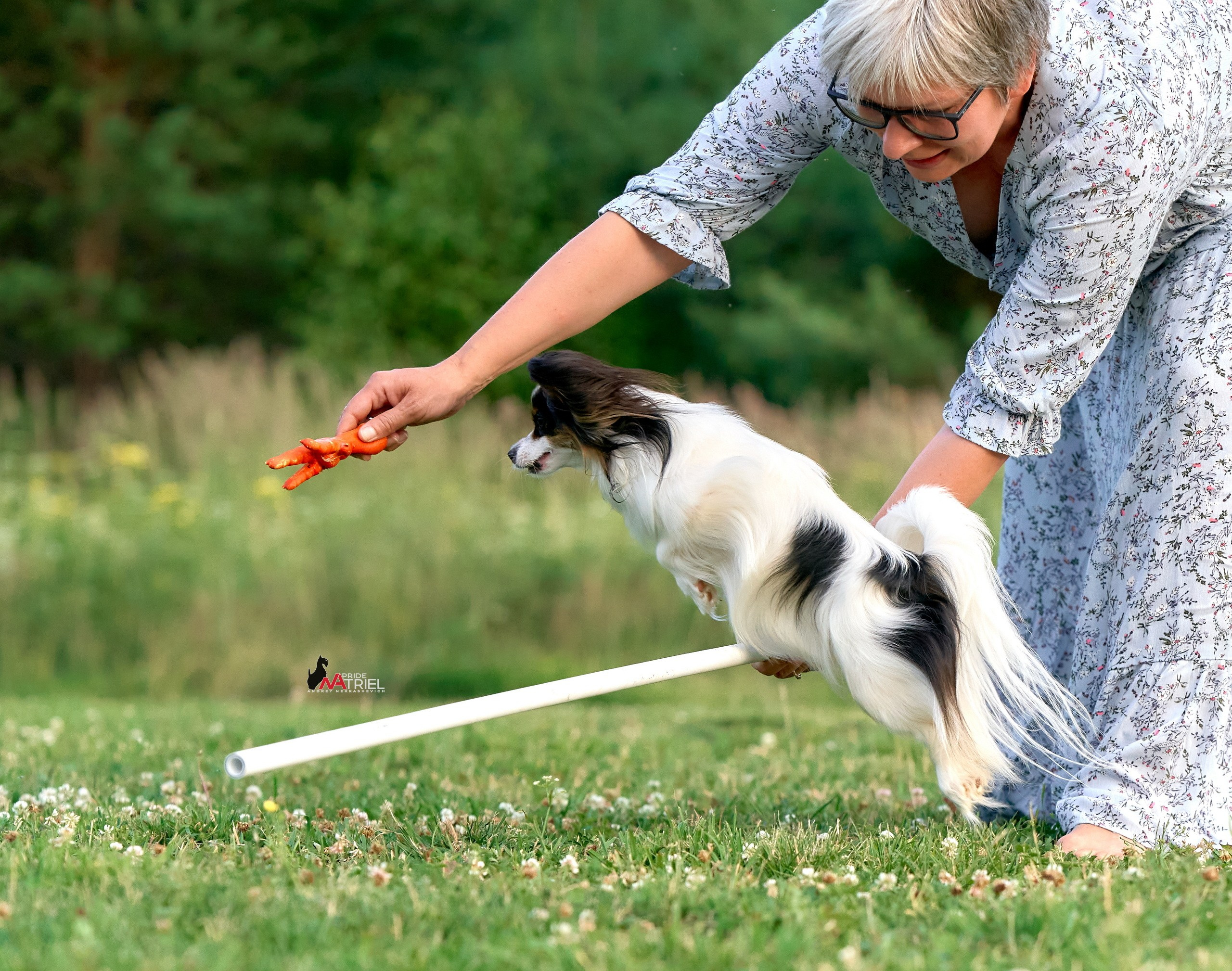 Обидиенс и танцы с собаками — галерея NATRIEL