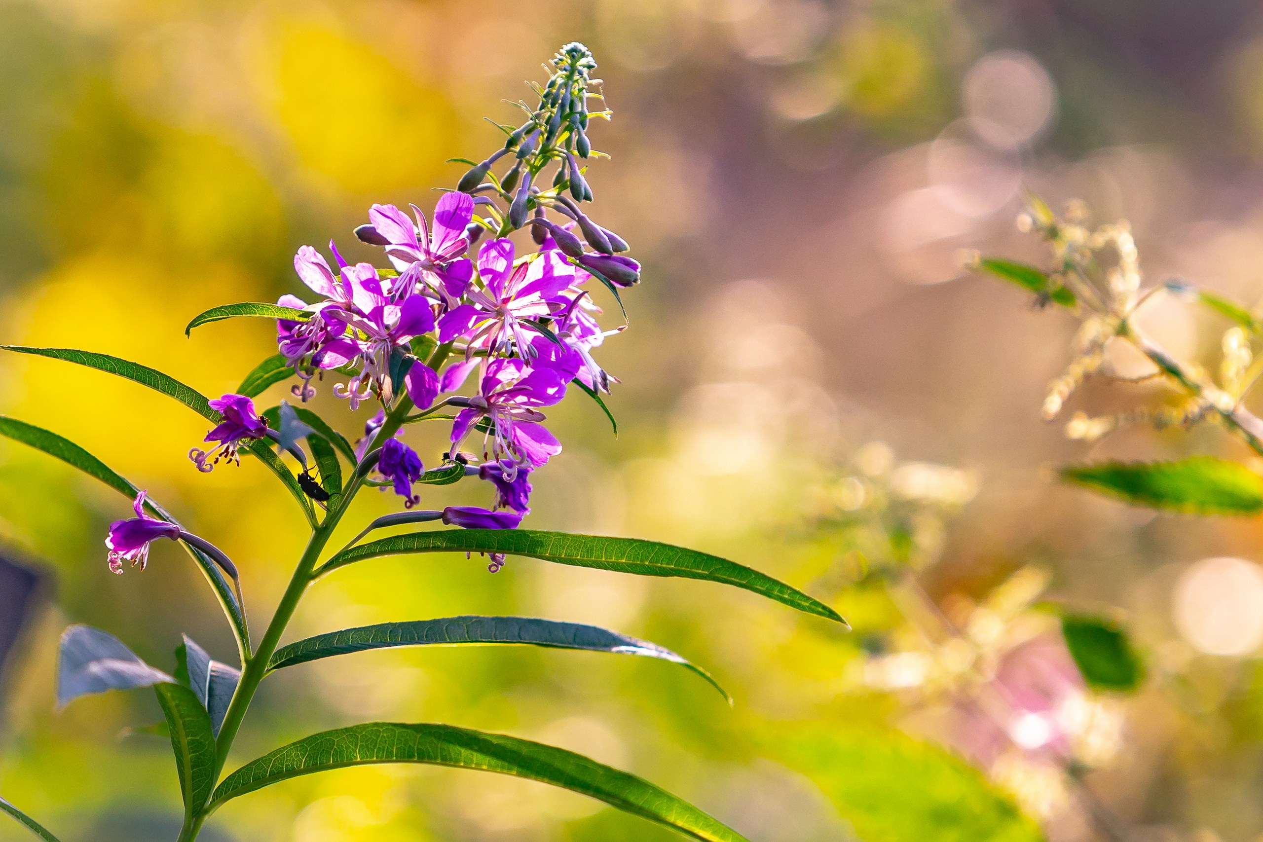 Лютики-цветочки — галерея NATRIEL