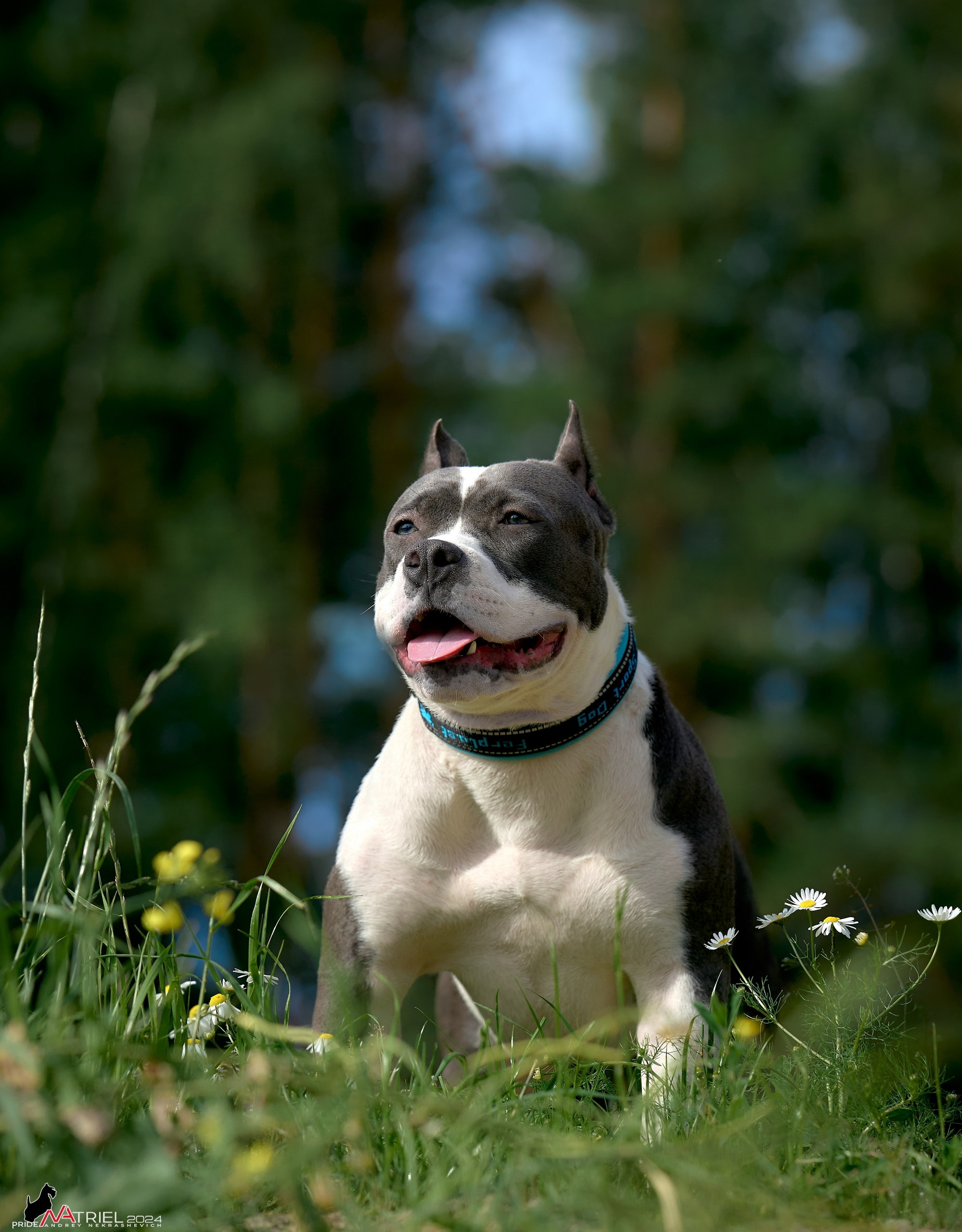 Фотопрогулка с булли