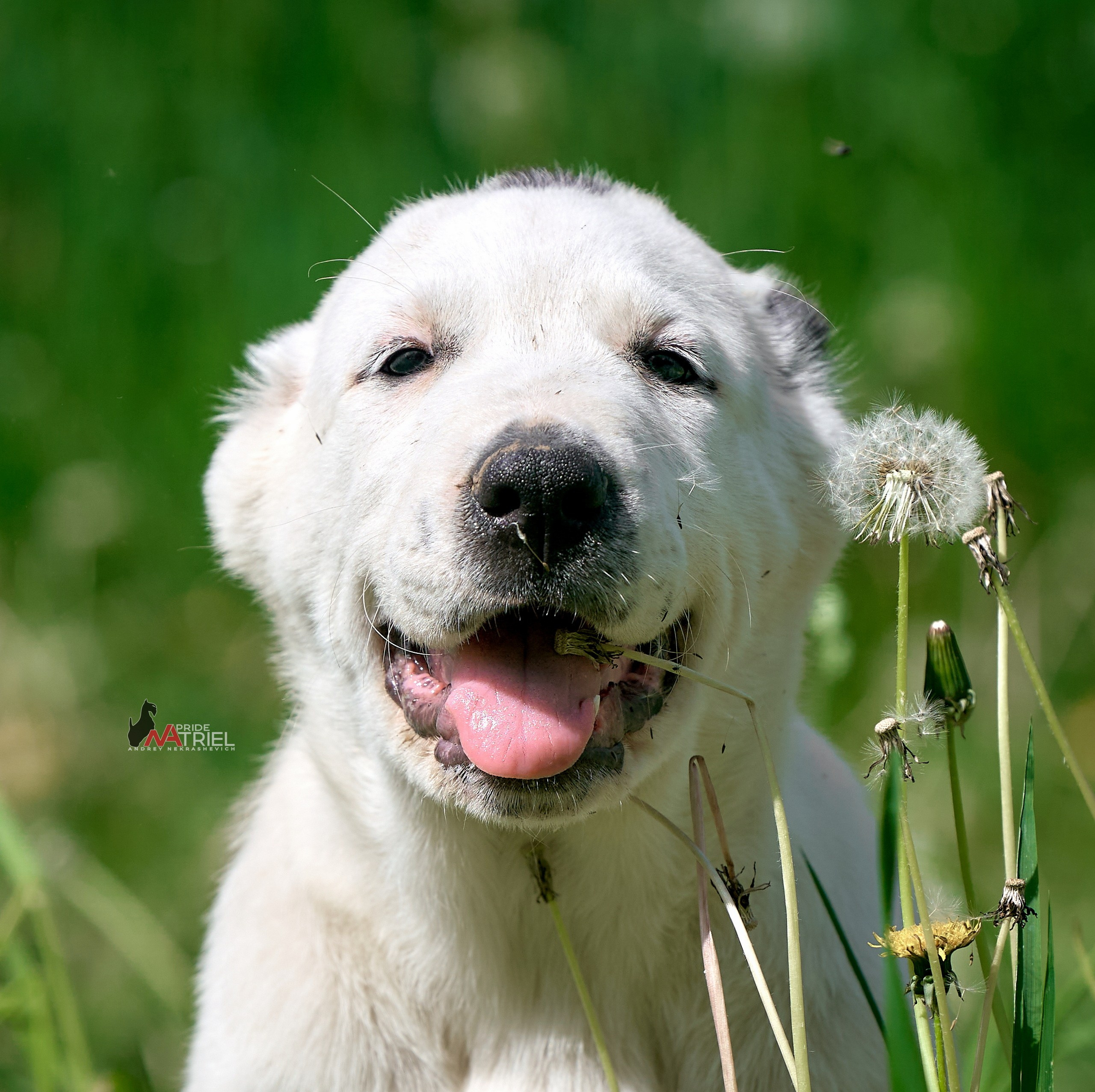 Щенки на прогулке — галерея NATRIEL