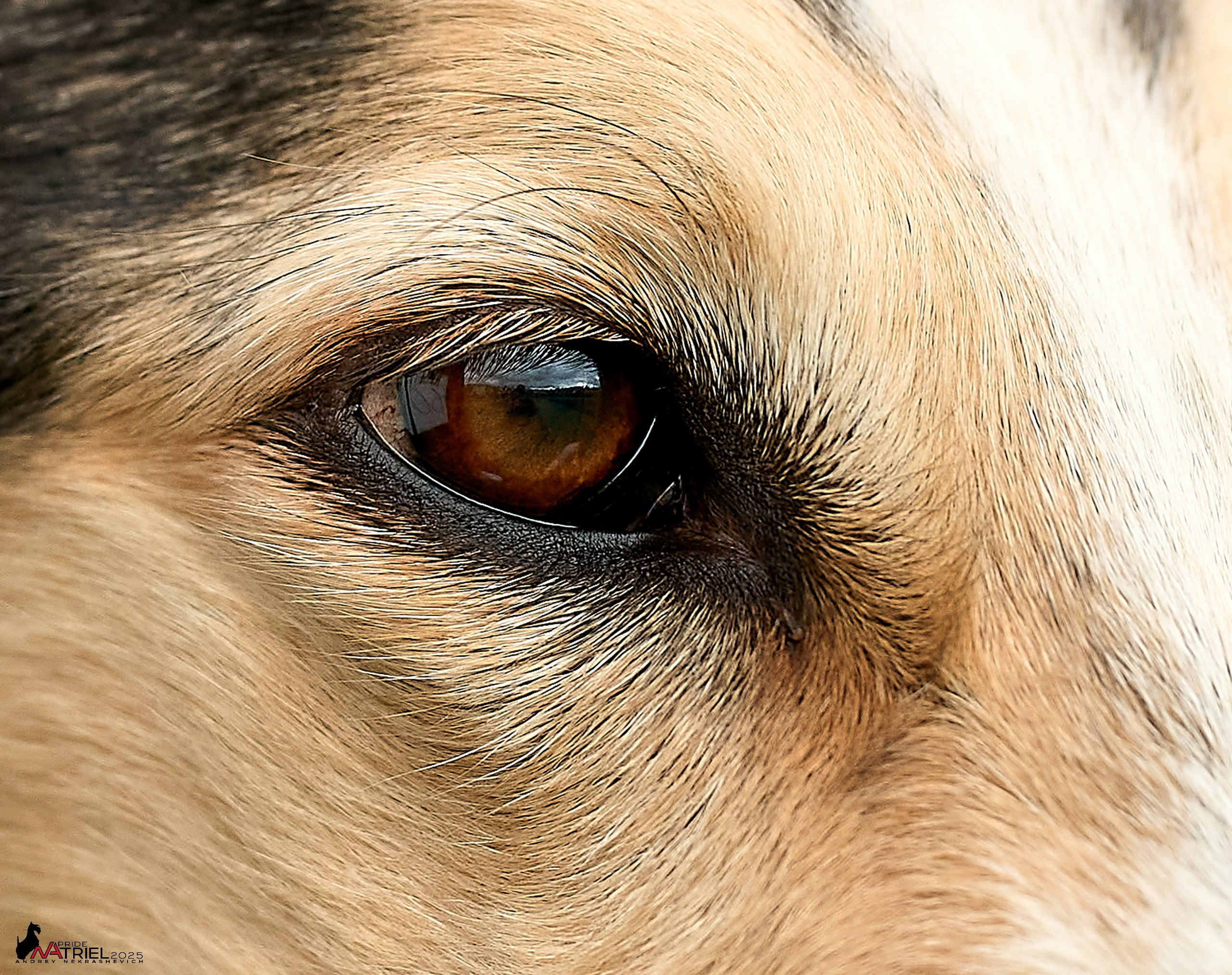 Репортаж с выставки собак