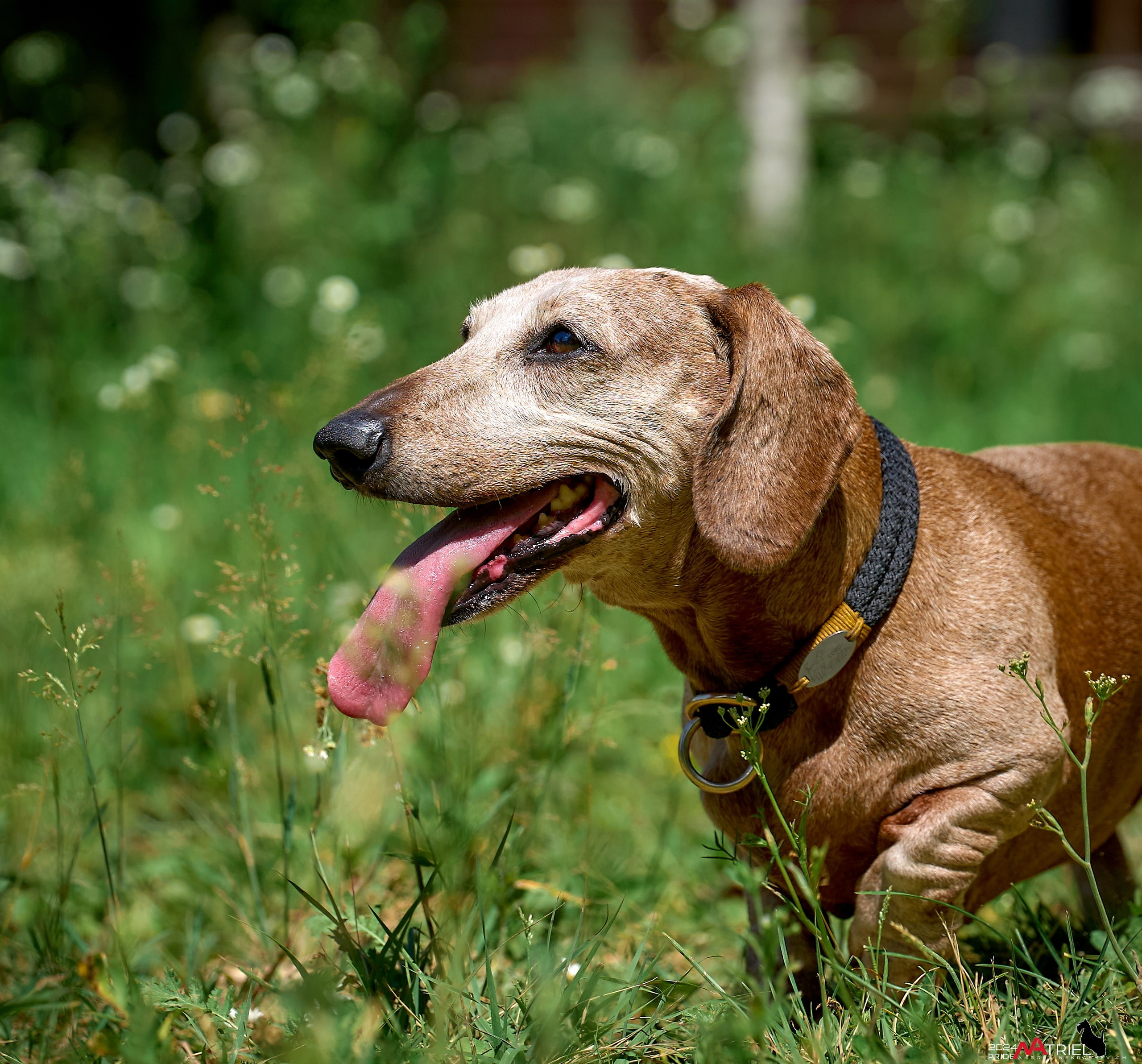 Репортаж из кинологического лагеря