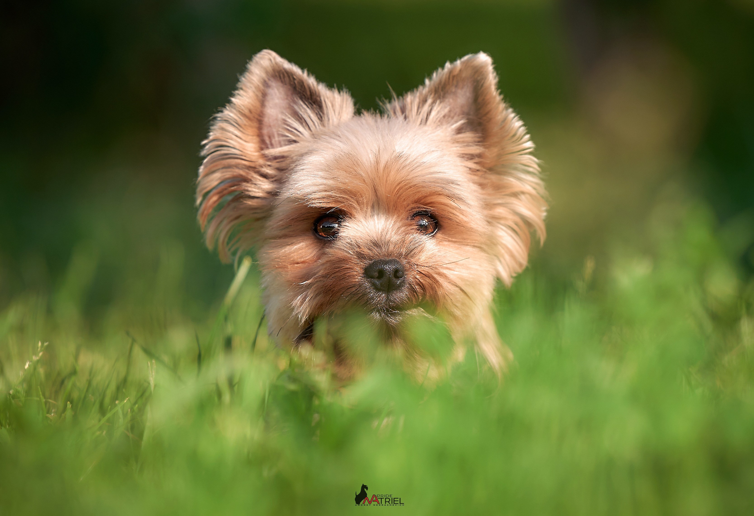 Йоркширский терьер Циля