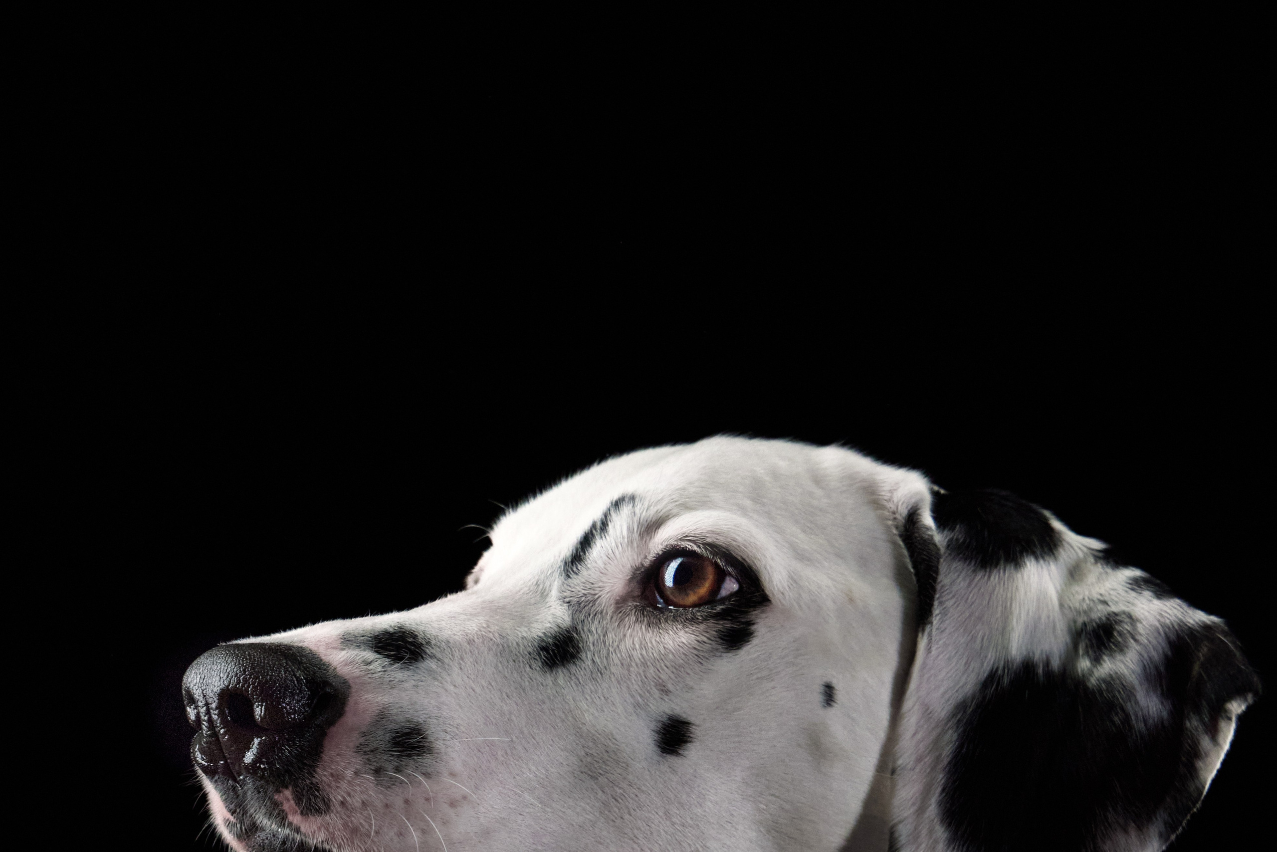 Dalmatian Form. Dog Photographer Anna Averianova | Art & Commercial Pet Photography
