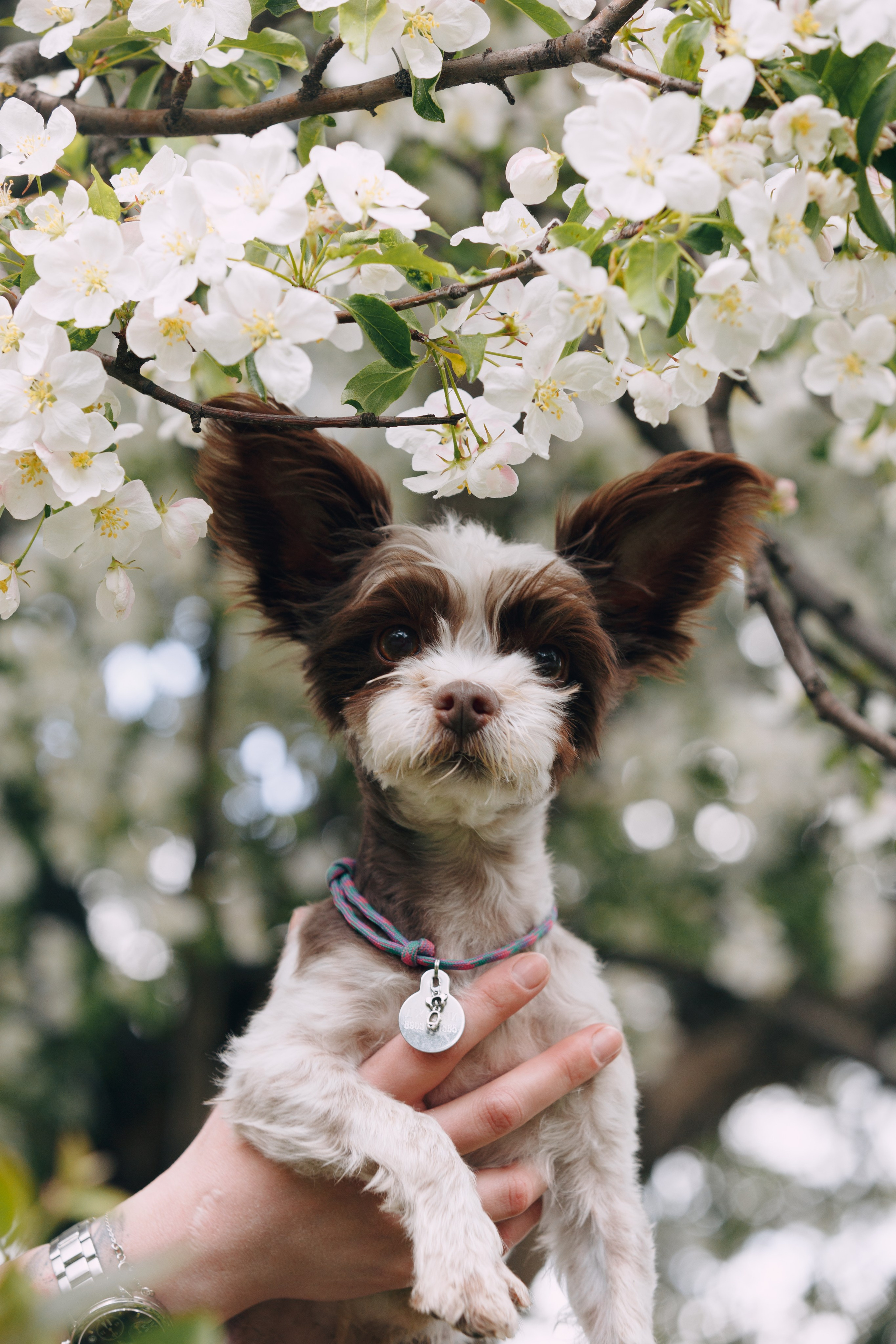 Оля, Патрик, Мейли и Джонни. Фотограф анималист Кристина Карпова, Москва