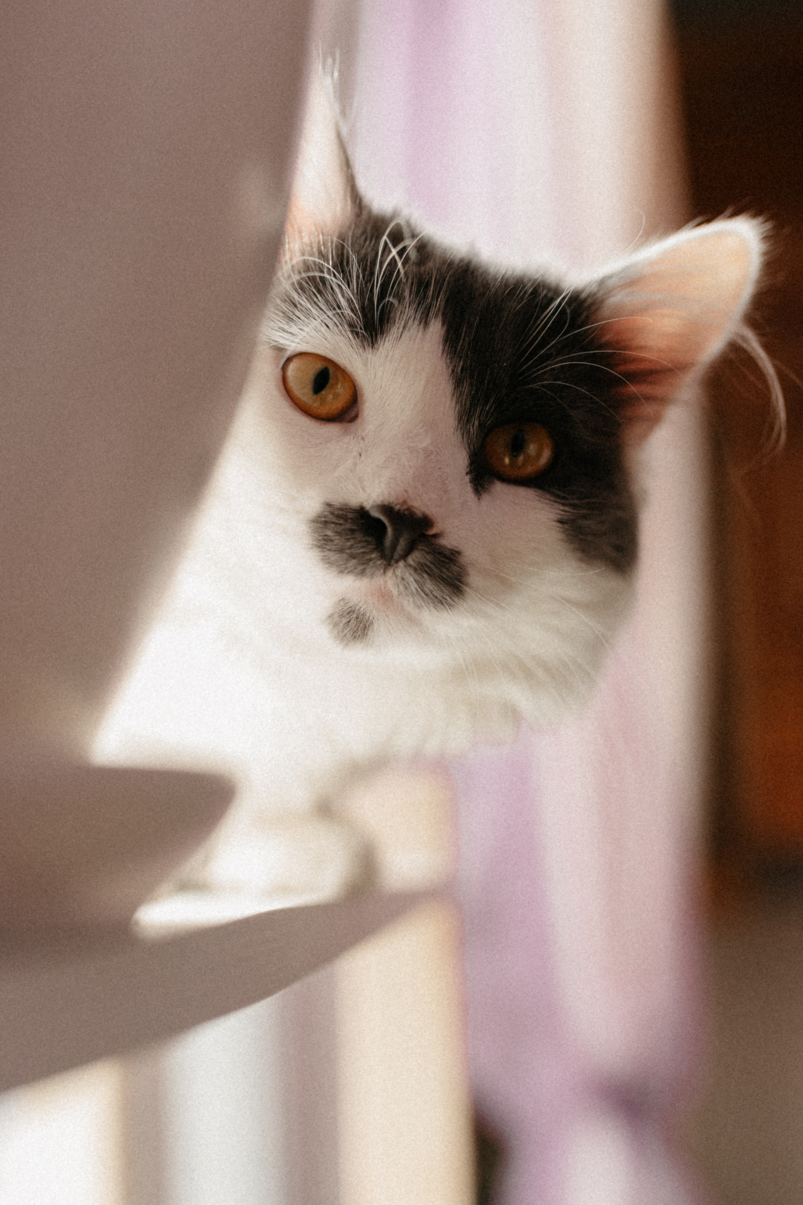 Оля и её меховая банда. Фотограф анималист в Москве Ольга Агушева