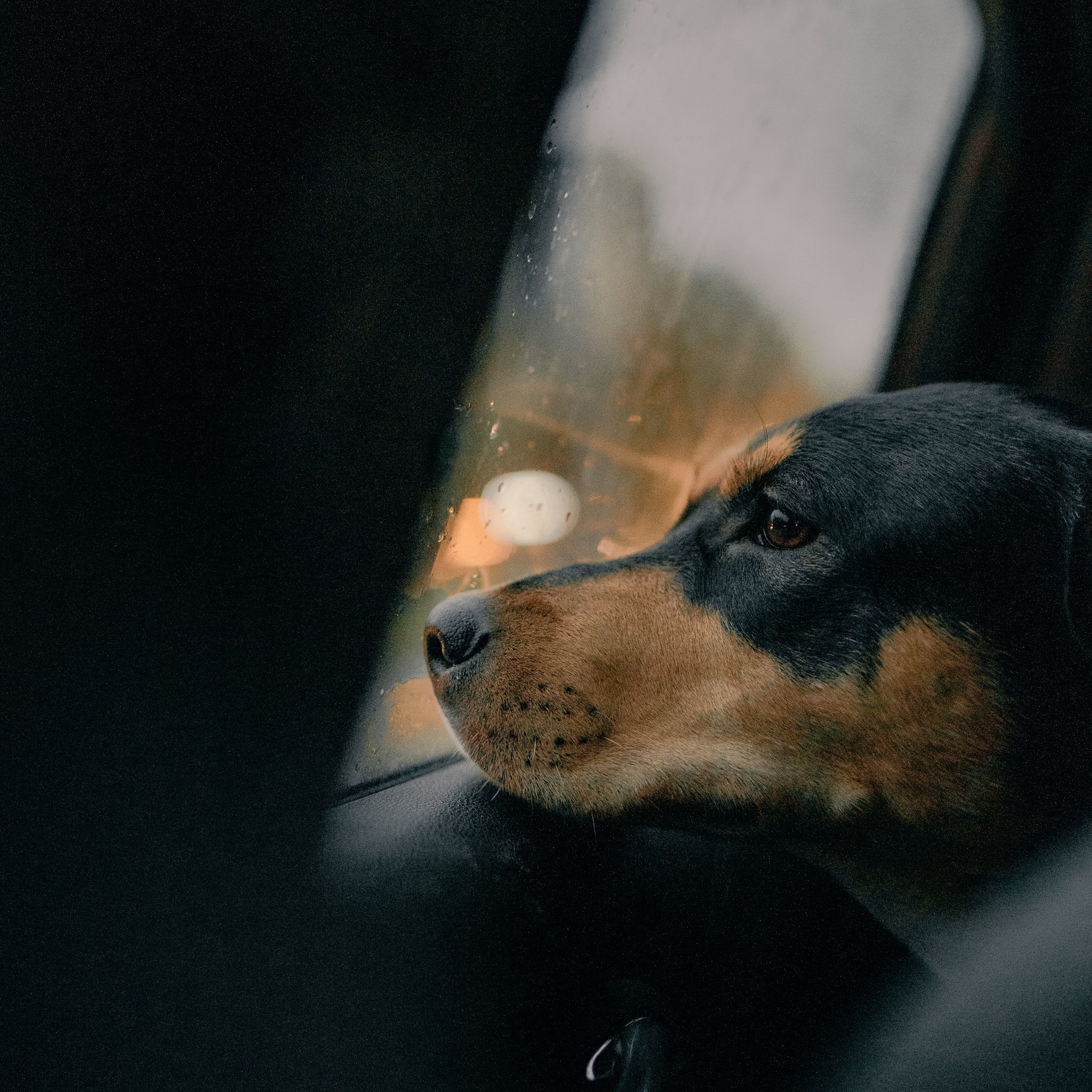 Real moments between people and their dogs