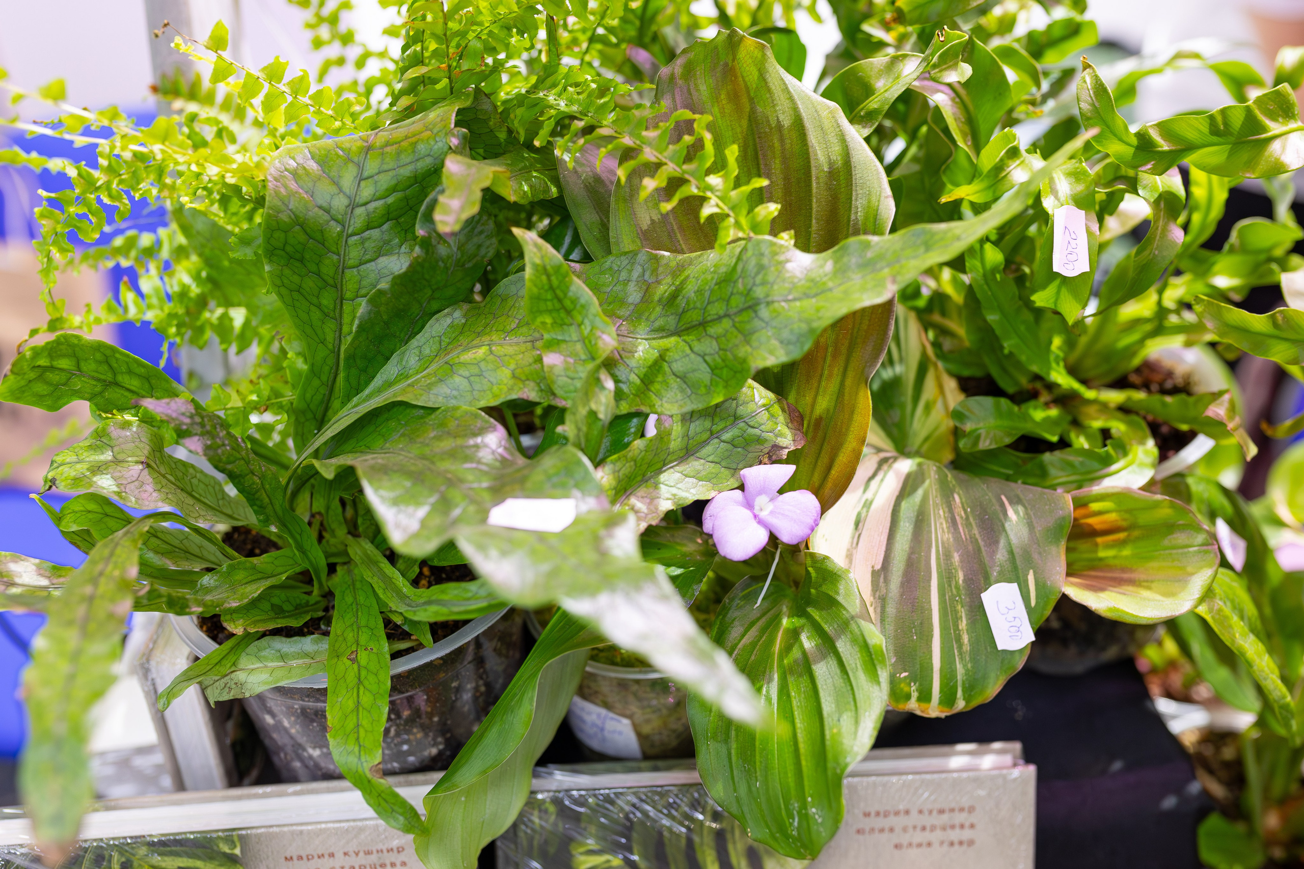 Орхидиум 12.2025. Александра Куликова фотограф, Москва