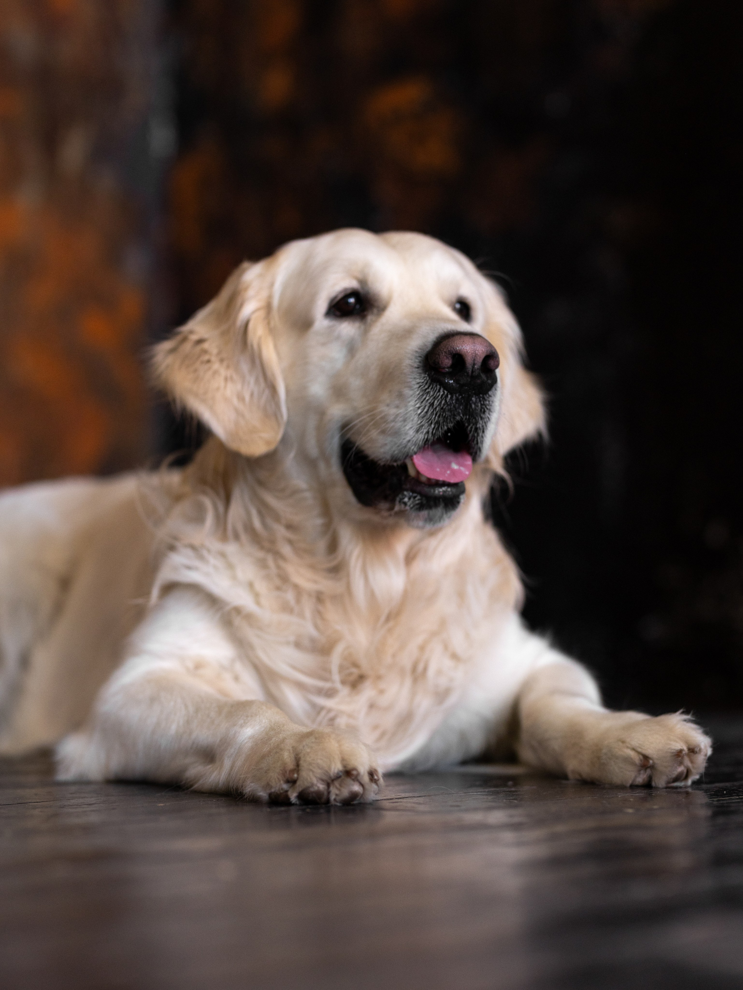 Энди и Настя. Фотограф-анималист в Москве Кириллова Татьяна