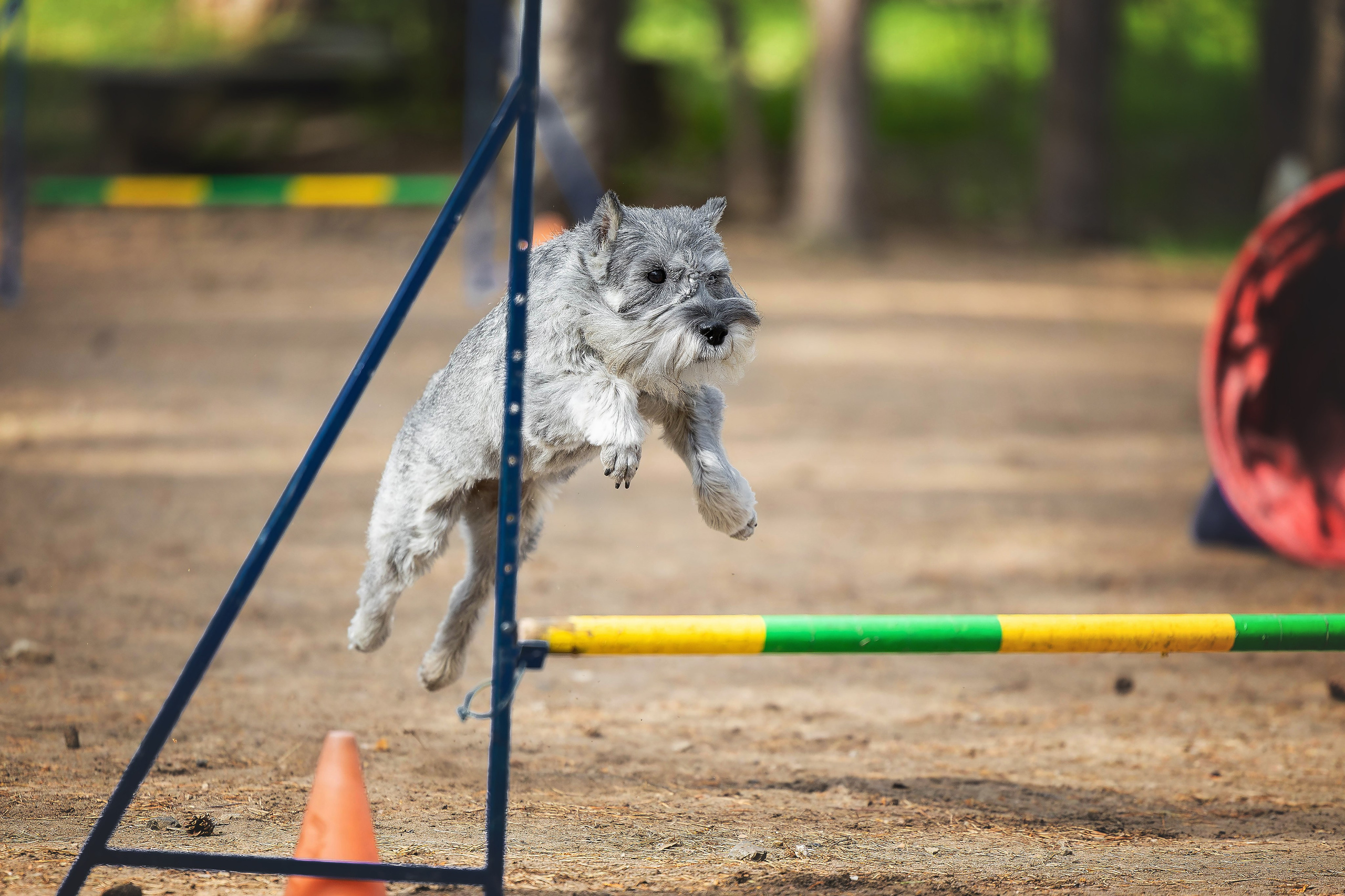 Тренировка аджилити. Фотограф Анималист в Перми Анастасия Остерман