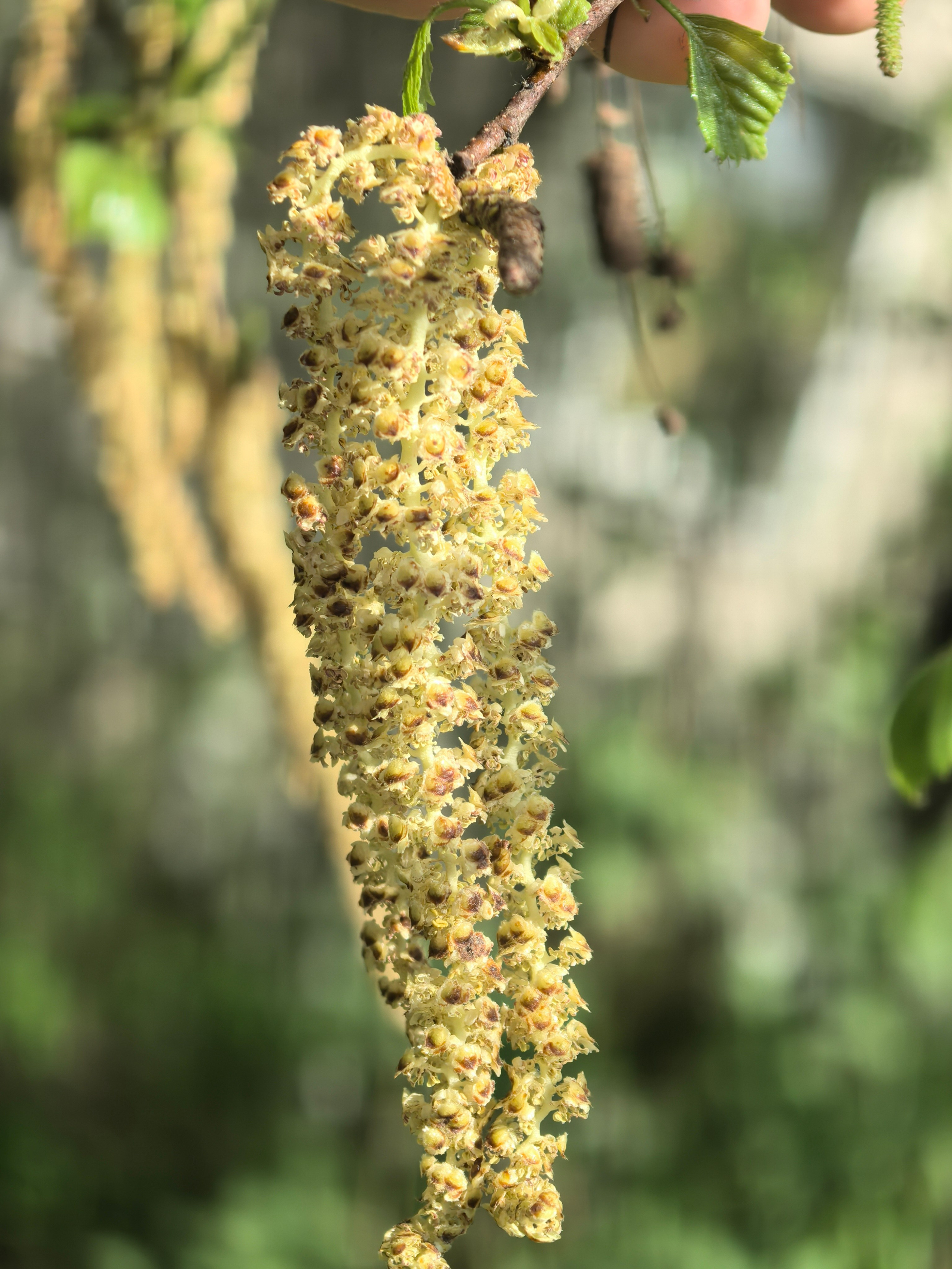 ПочтиМАКРО. Школьные выпускные альбомы в Москве Марина Николаева