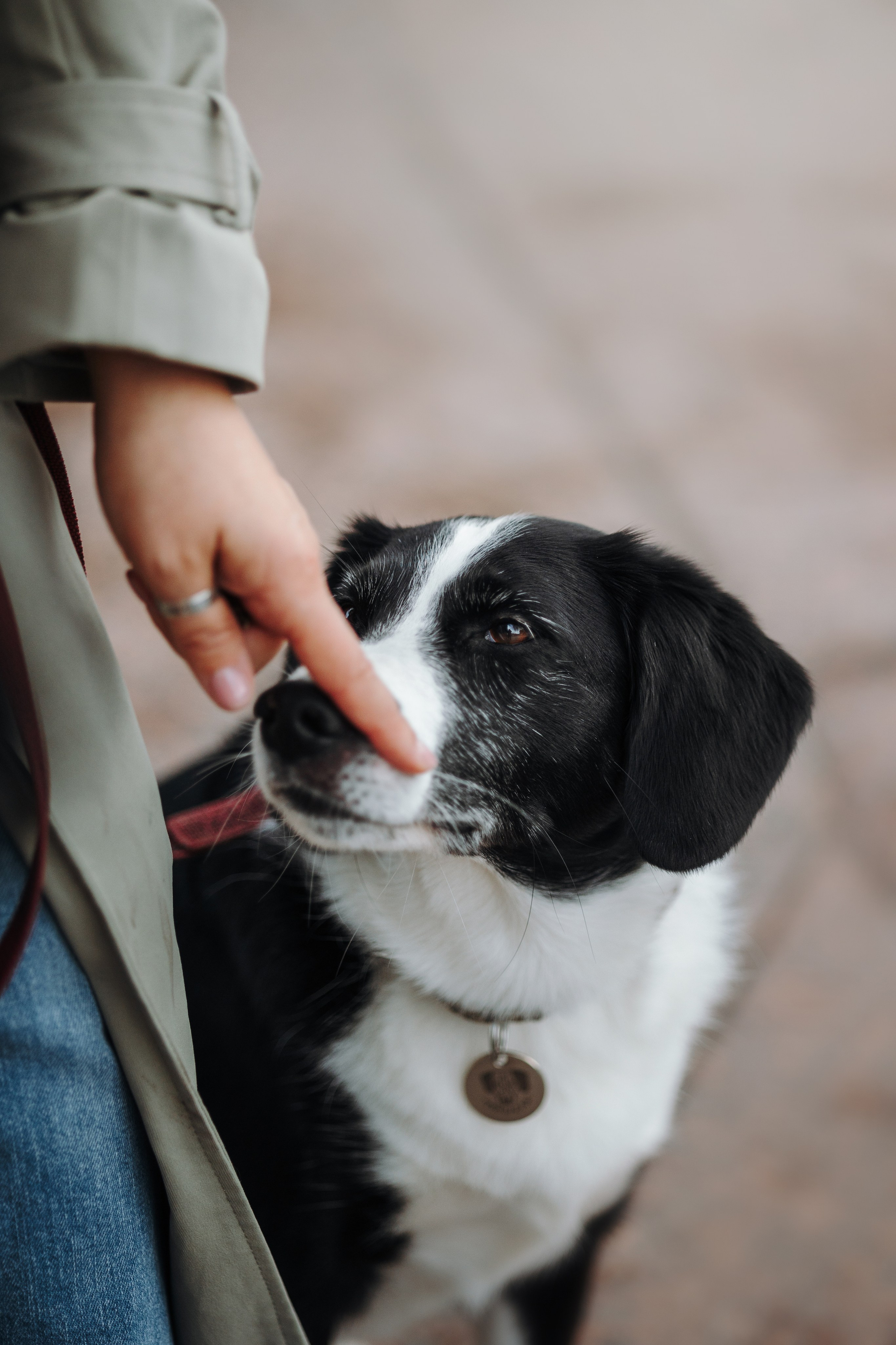 Мишель и ее семья. Фотограф — Анималист | Санкт-Петербург