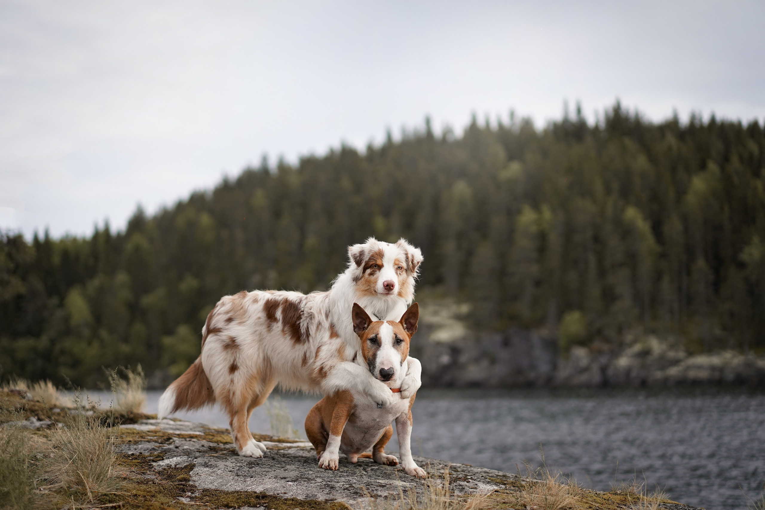 Панда и Юни в Карелии. Фотограф-анималист в Санкт-Петербурге Яна Мартынова