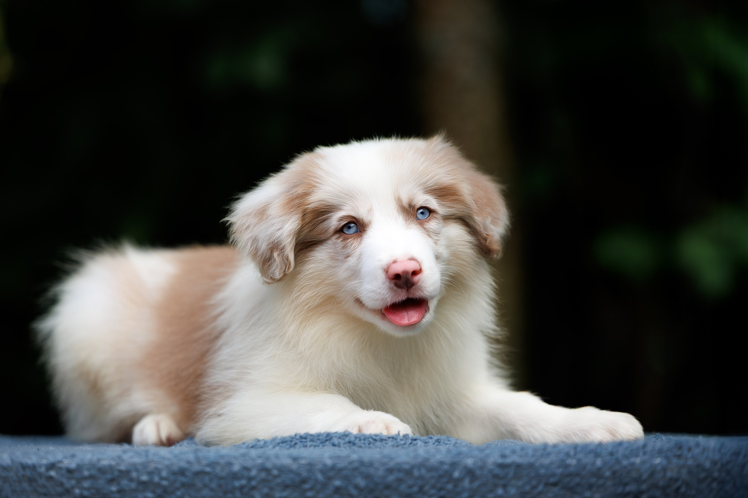 Портфолио: Фотосъёмка щенков в Москве и области — трогательные моменты. Фотограф-анималист и бренд-фотограф в Москве | Фотография собак, людей, бизнес-портрет