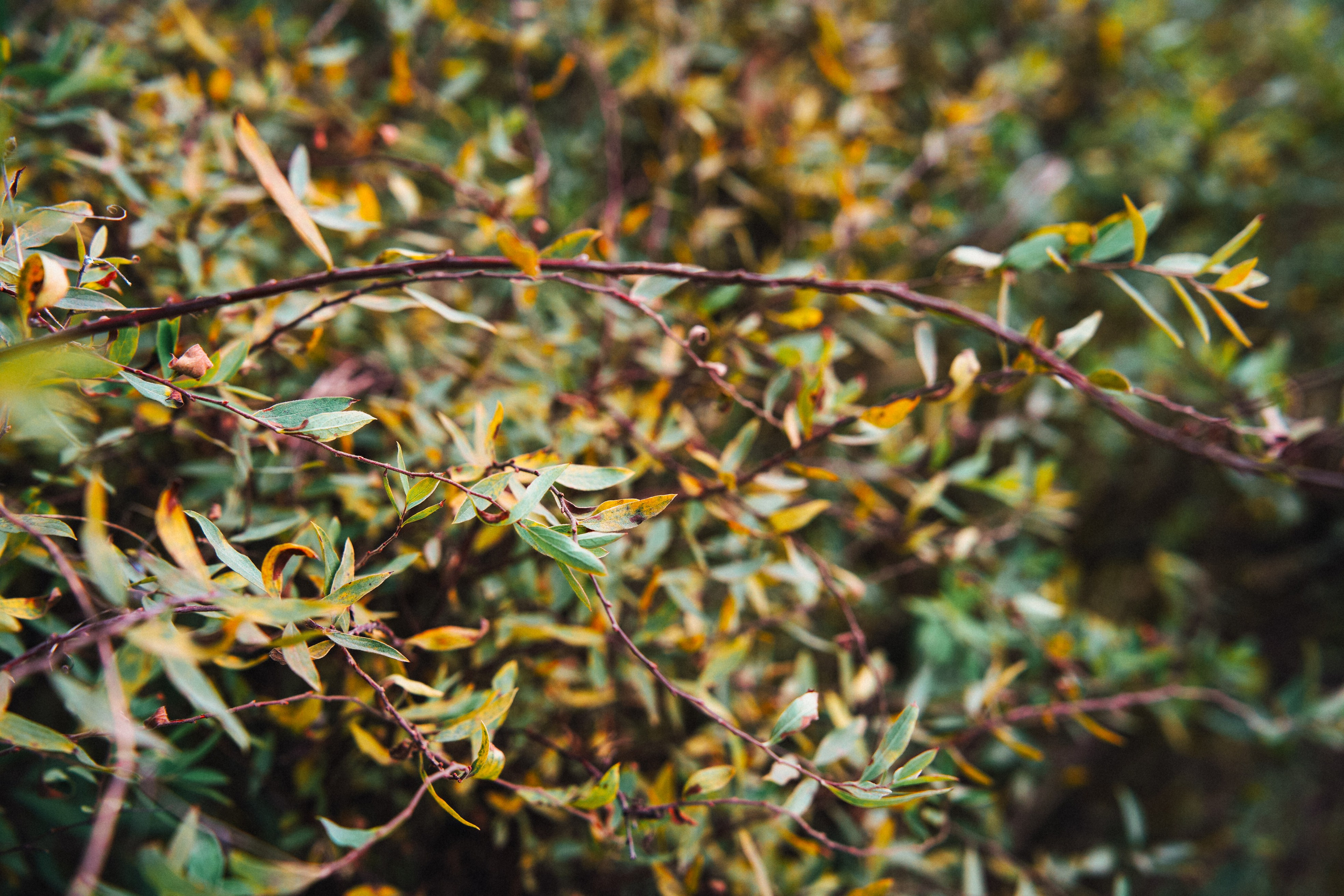 Осень 2025. Фотограф из Москвы — DASHA NOVA | Авторская фотография в разных жанрах