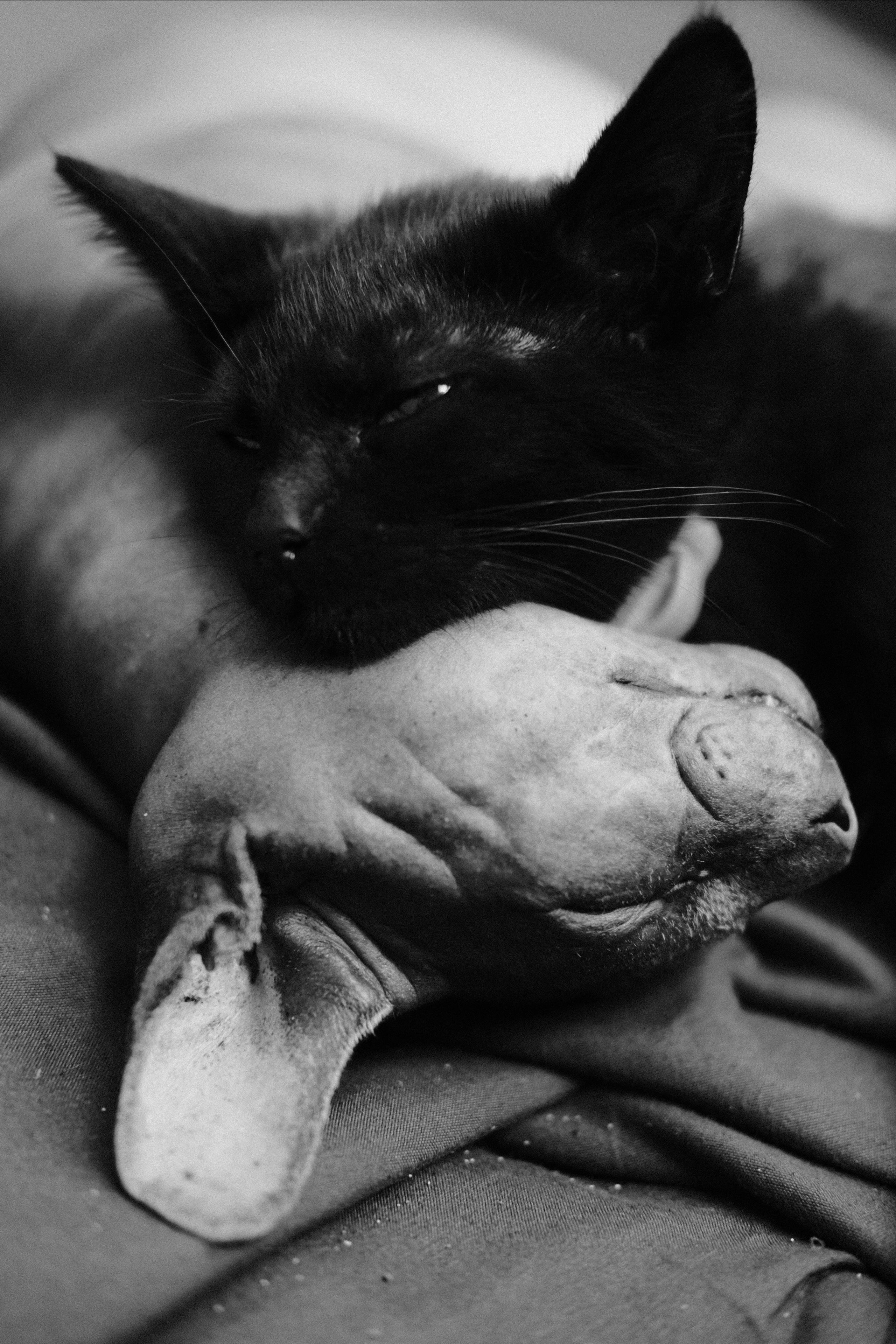 Коты и Кошки в фотографии Аксенова Алексея. Бизнес, мужской фотограф в Краснодаре | Аксёнов Алексей Владимирович