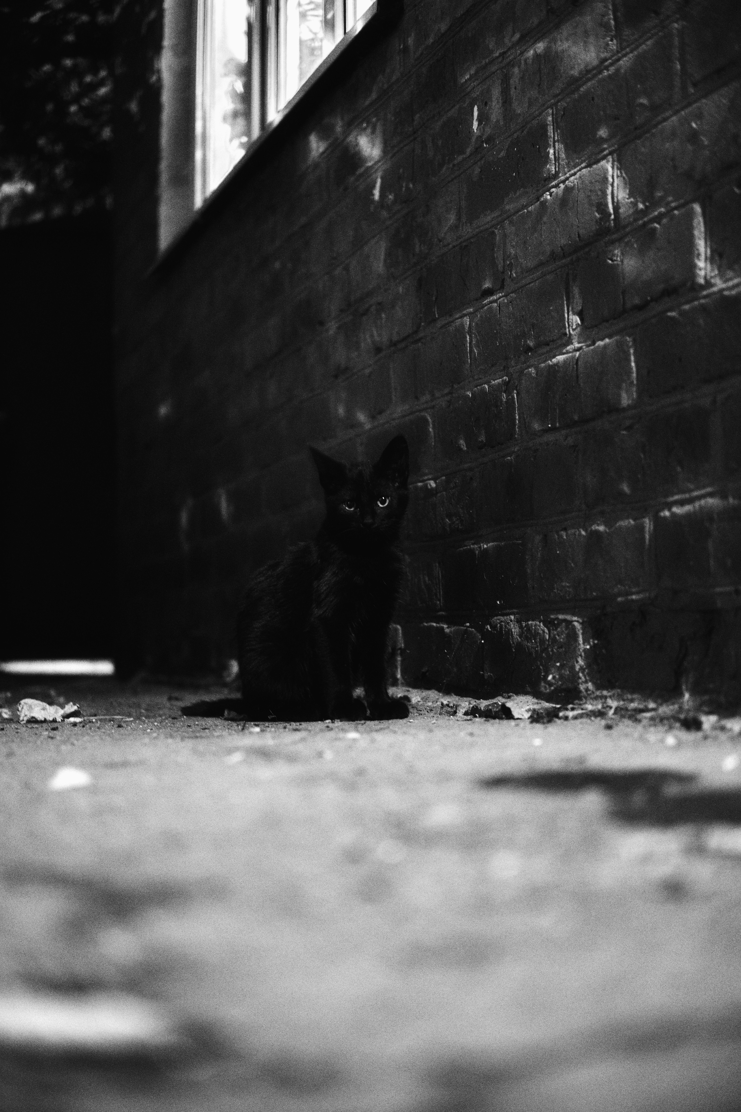 Коты и Кошки в фотографии Аксенова Алексея. Бизнес, мужской фотограф в Краснодаре | Аксёнов Алексей Владимирович