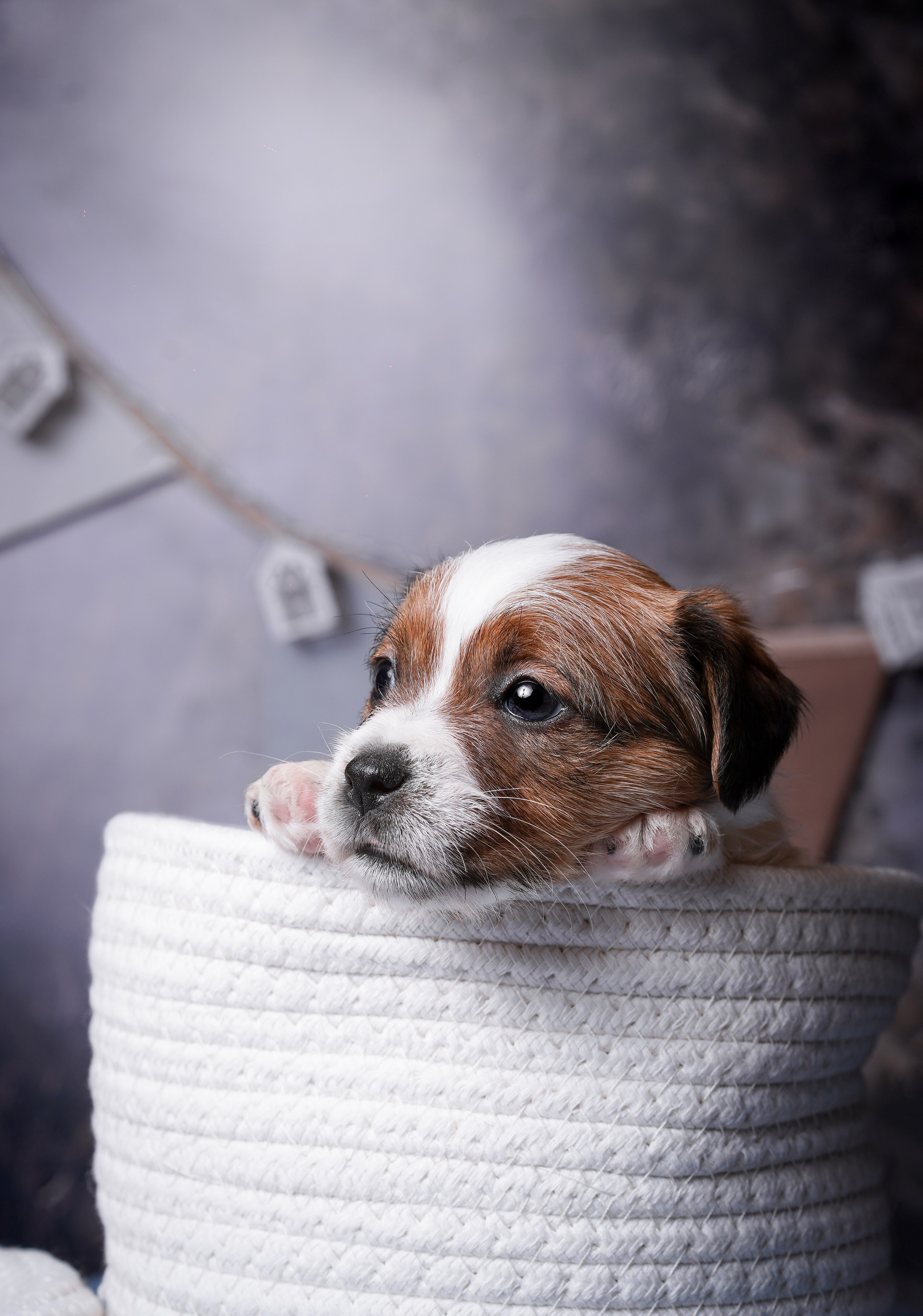 Щенули джек-рассела. Фотограф-анималист в Санкт-Петербурге Яна Мартынова