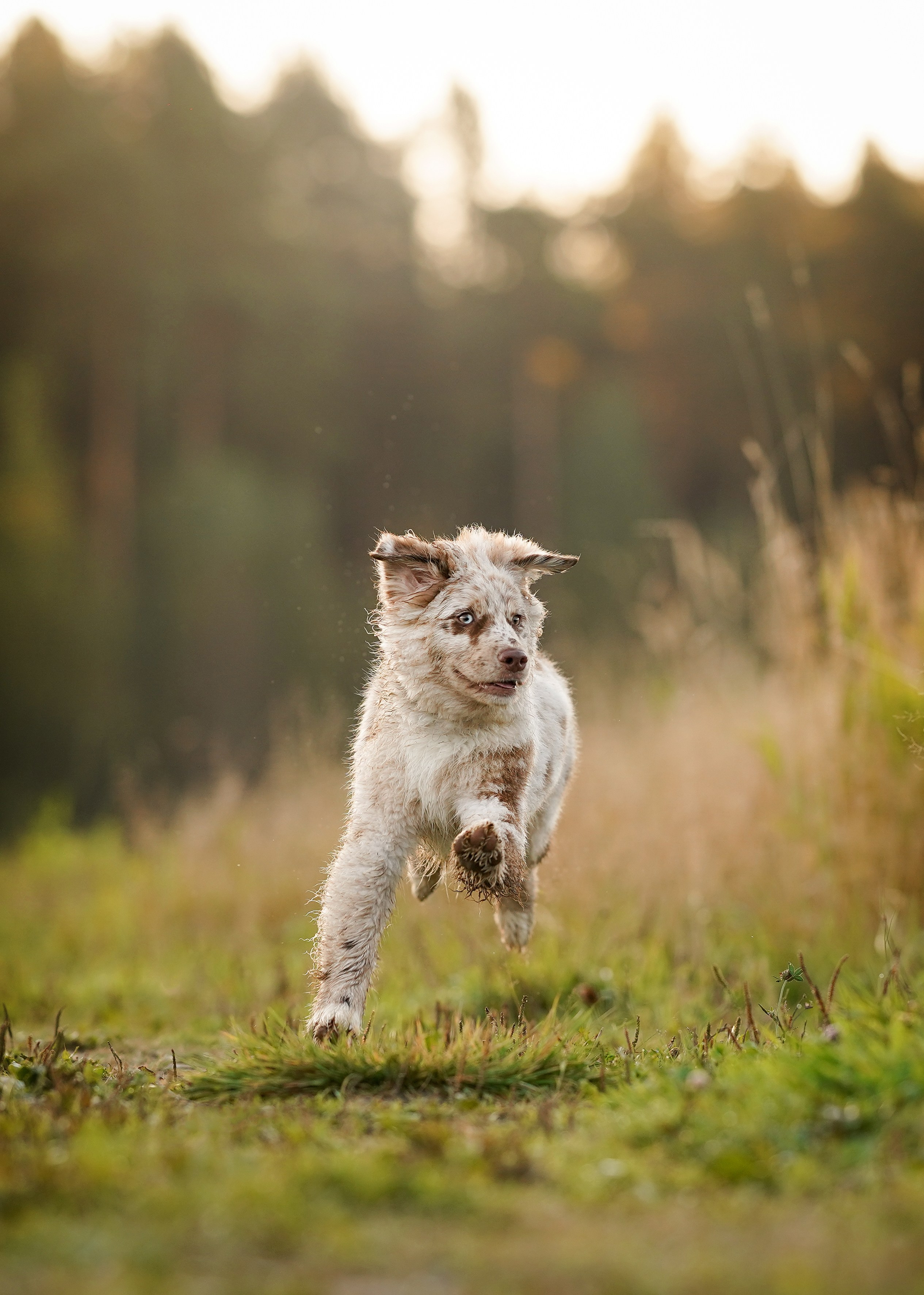 Катя Сэнди и Рокки. Фотограф-анималист в Санкт-Петербурге Яна Мартынова